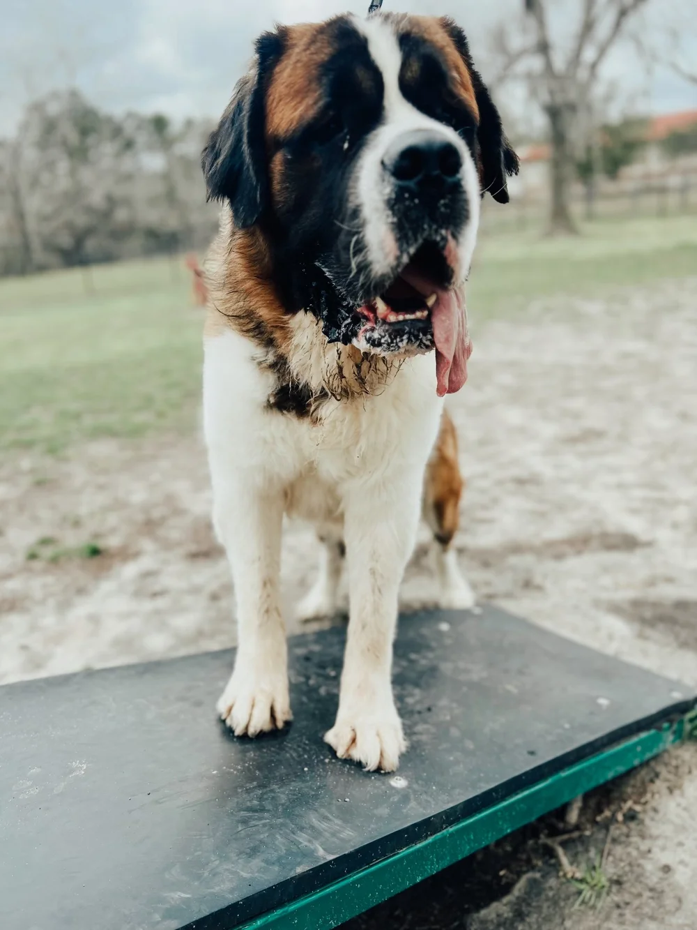 MEGA SAINTS KENNELS LLC