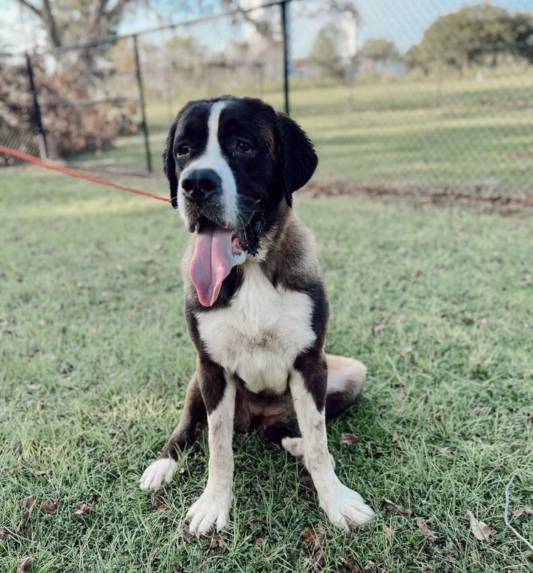 MEGA SAINTS KENNELS LLC