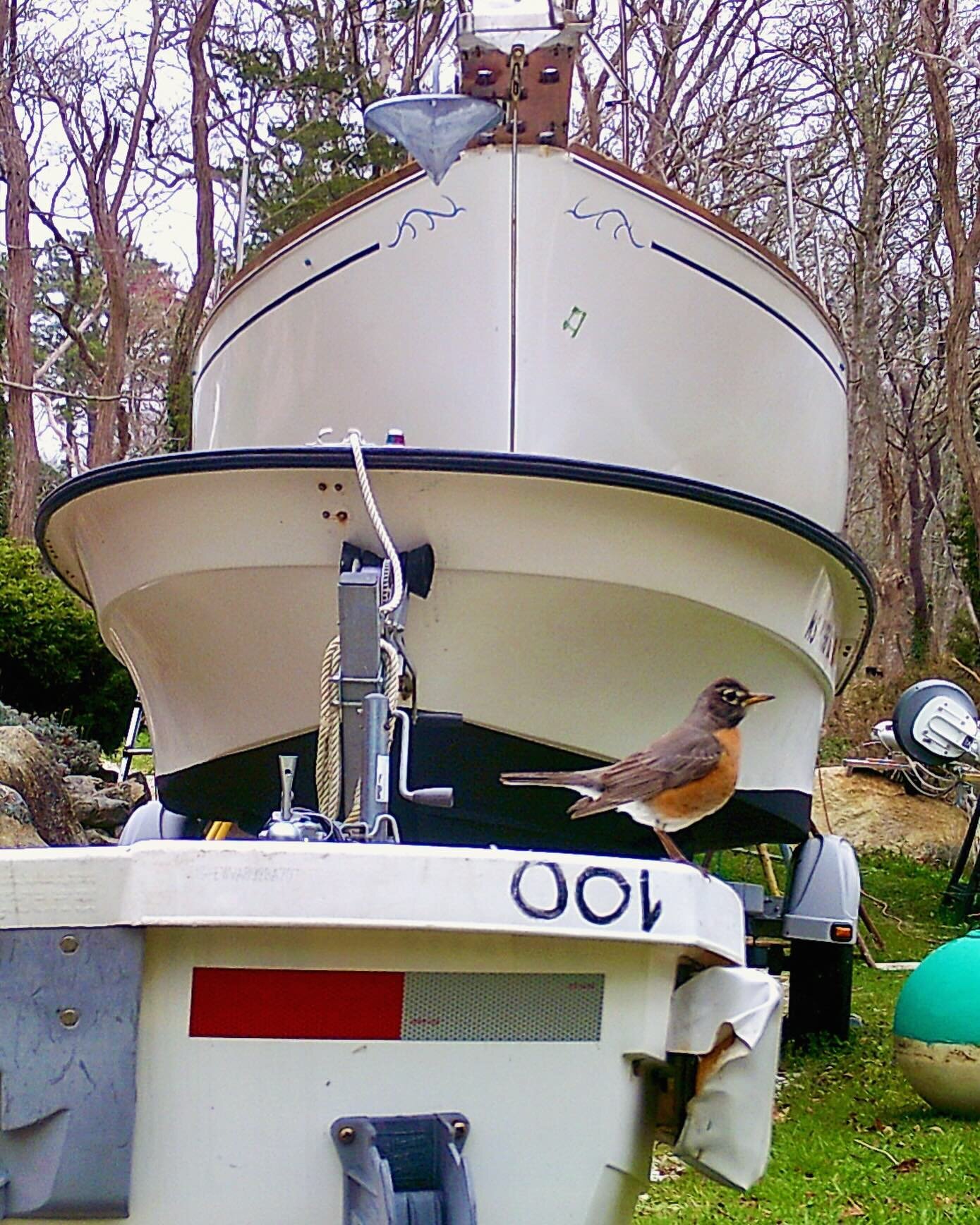 Signs of spring - boats are stacking up, robins are supervising 😊. 

.
#signsofspring
#boatsboatsboats
#capesailingcharters
#slowingdownthespeedoflife