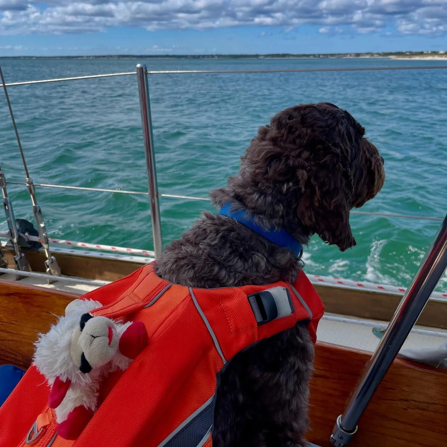 Have Lamby, will travel 😊🐾 #boatdog