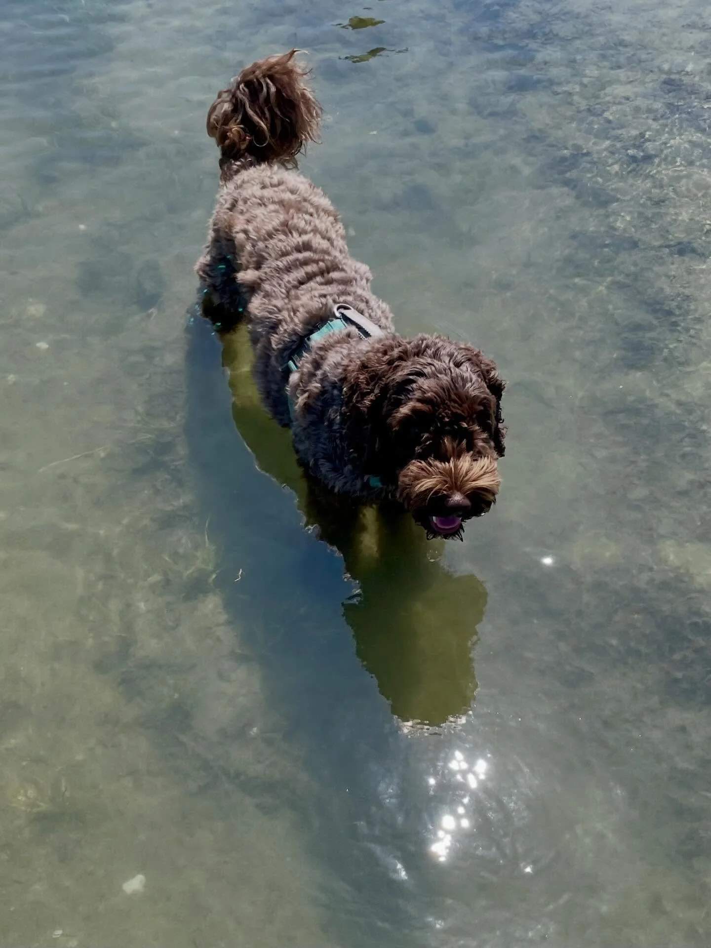 Thanks for the magic, Bob Weir 🤎🐾
#rippletheboatdog