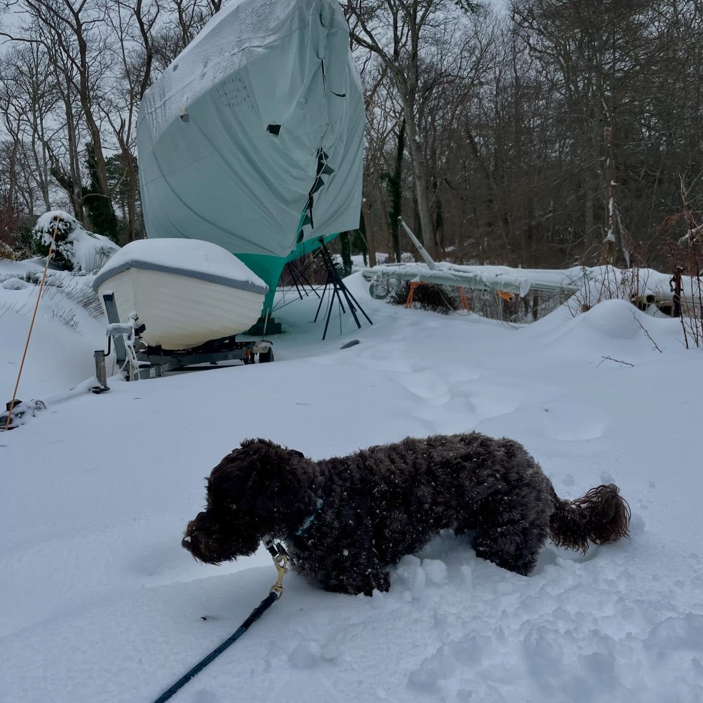 How high&rsquo;s the snow, Ripple? &hellip;Belly high and rising. ❄️