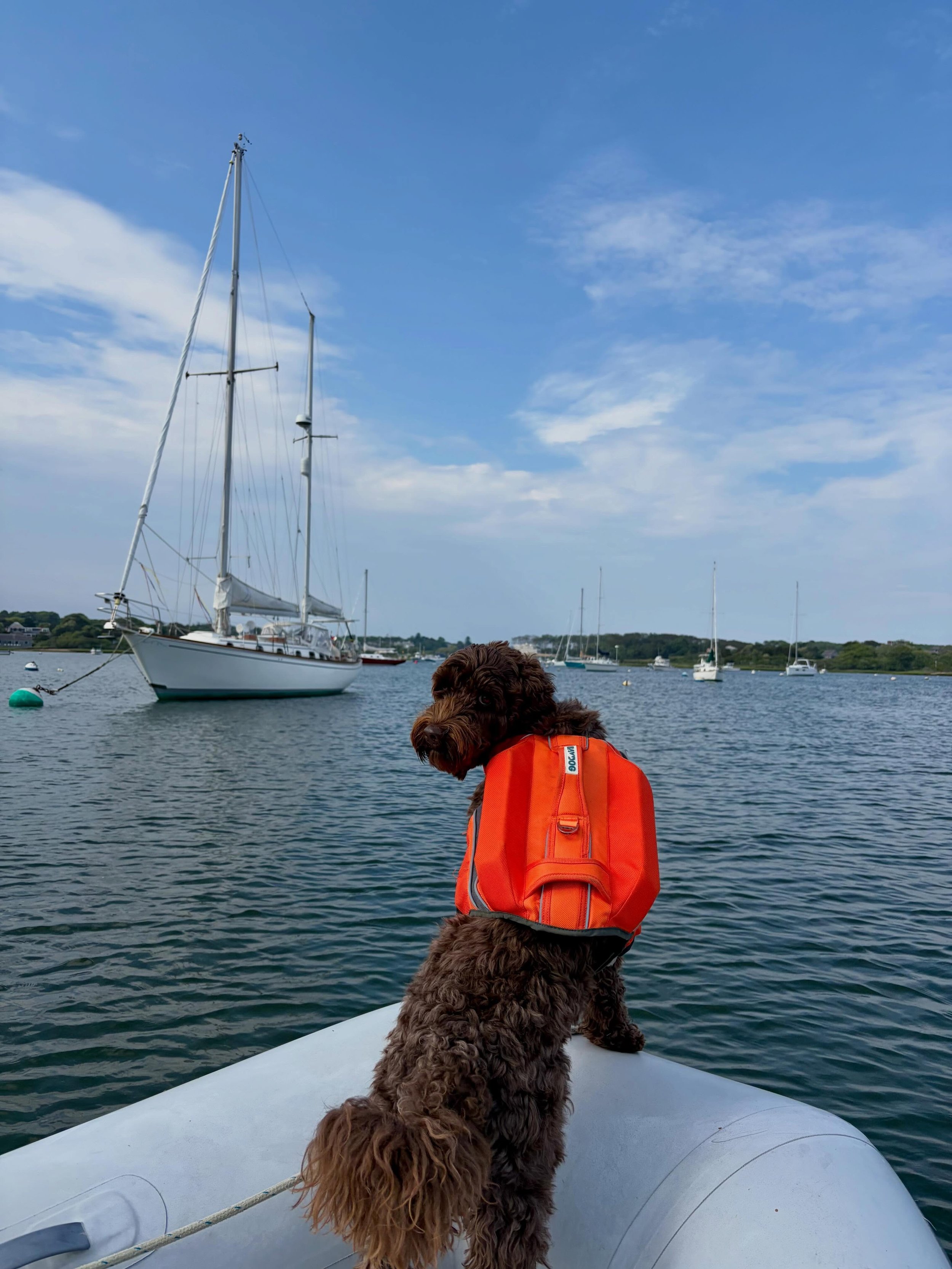 First mate just heading out for another day on the job 😊🩵🐾 #boatdog