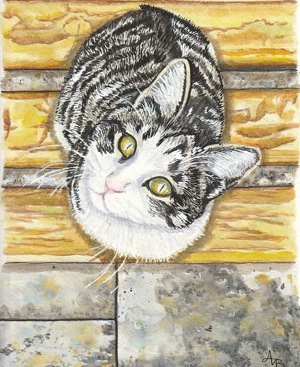 "Quietly Seeking" limited edition cat watercolor art print by Amy Boardman Art. Available in 8x10 and 11x14 sizes.