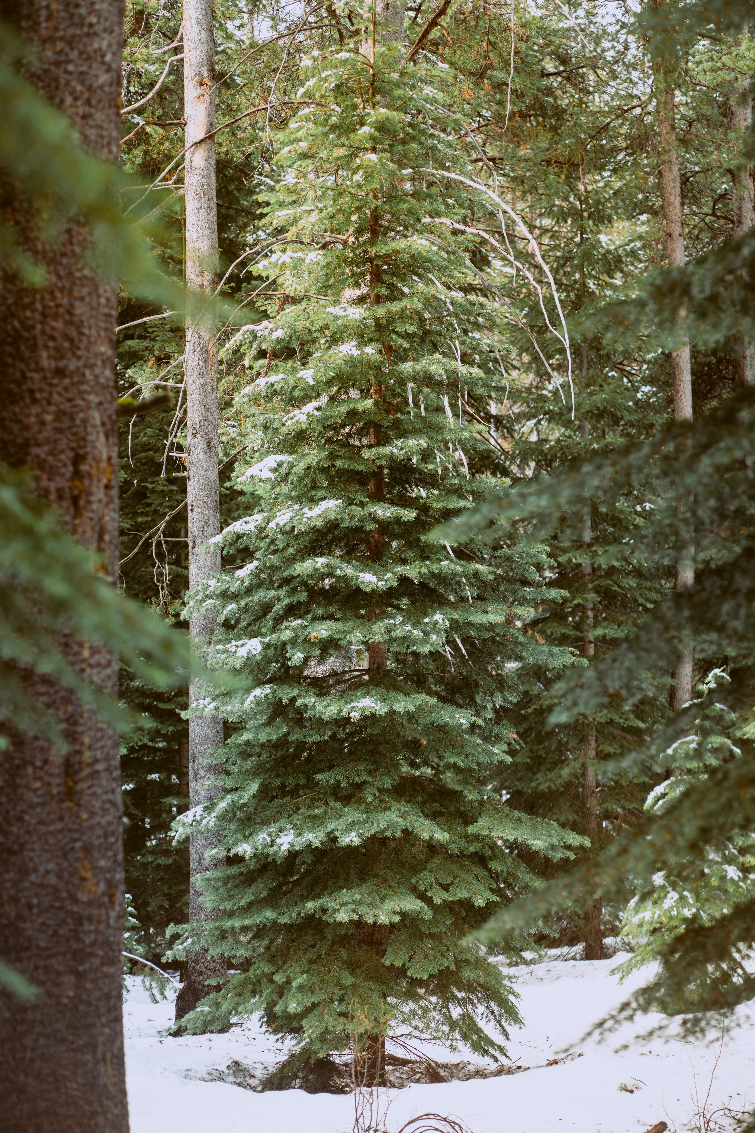20220328_tahoe_low-17.jpg