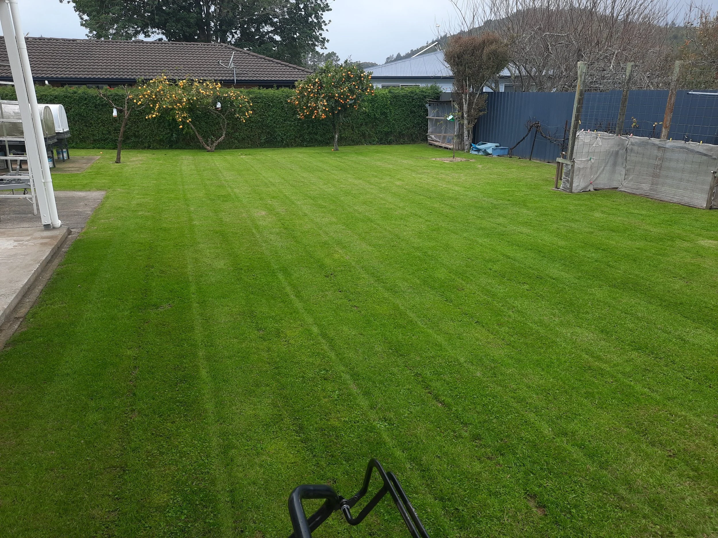 Lush backyard lawn, recent mown
