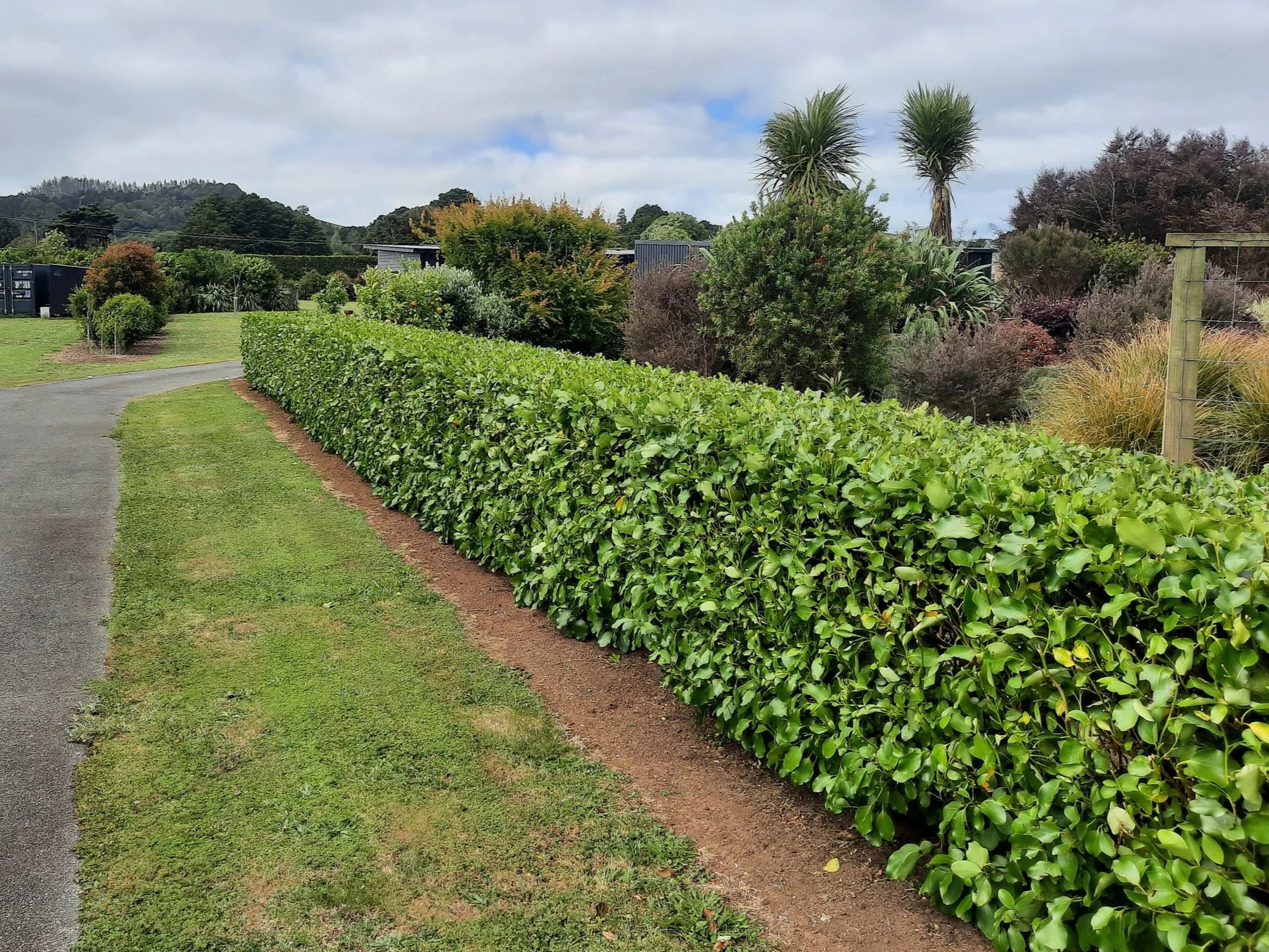 Chest height hedge, recently trimmed