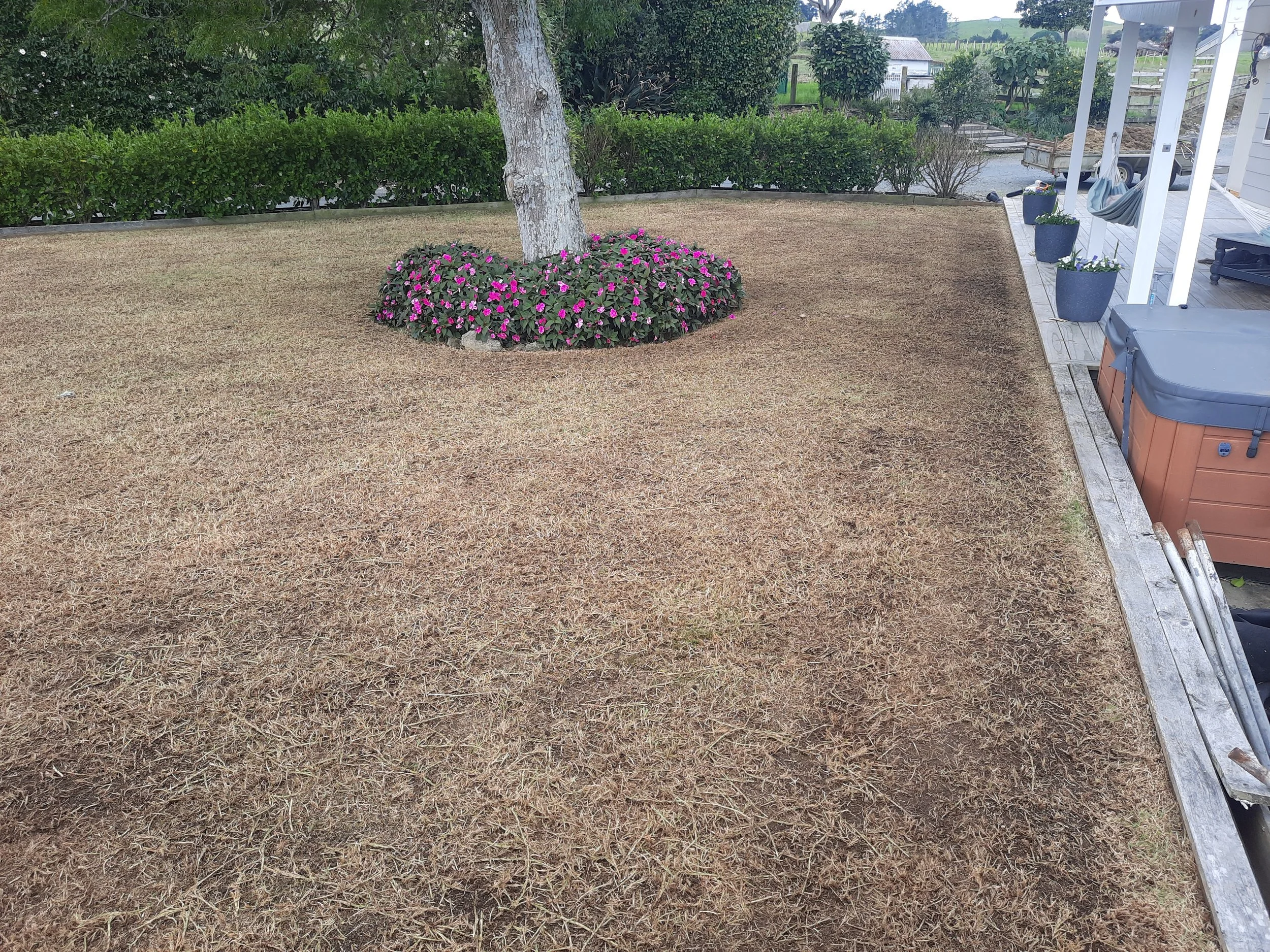 Brown lawn with tree in centre