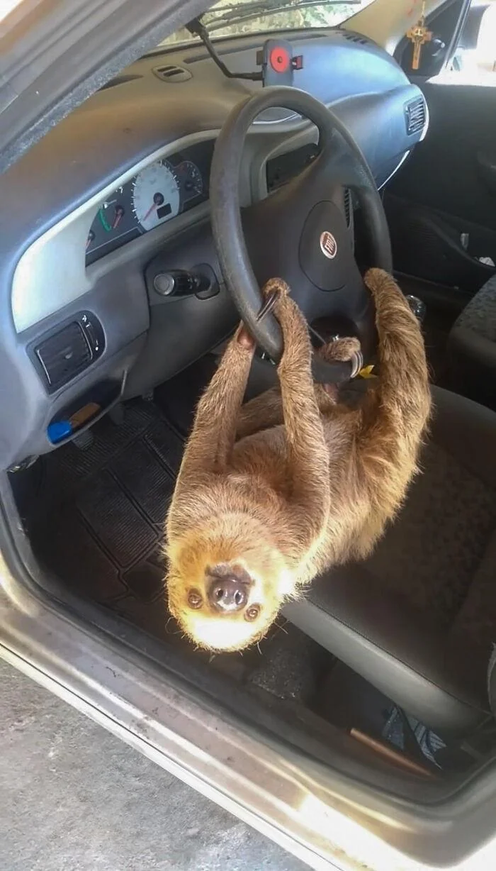 brazilian-man-left-his-car-window-open-overnight-the-v0-nejom5wudmbe1.png