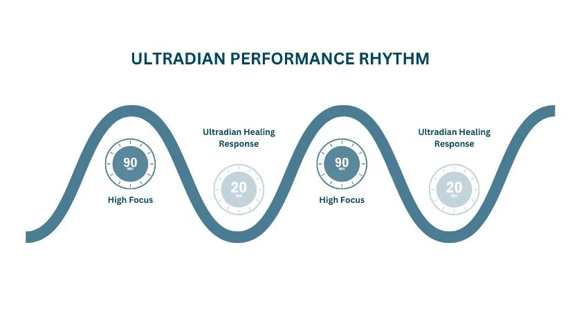 Ultradian Performance Rhythm