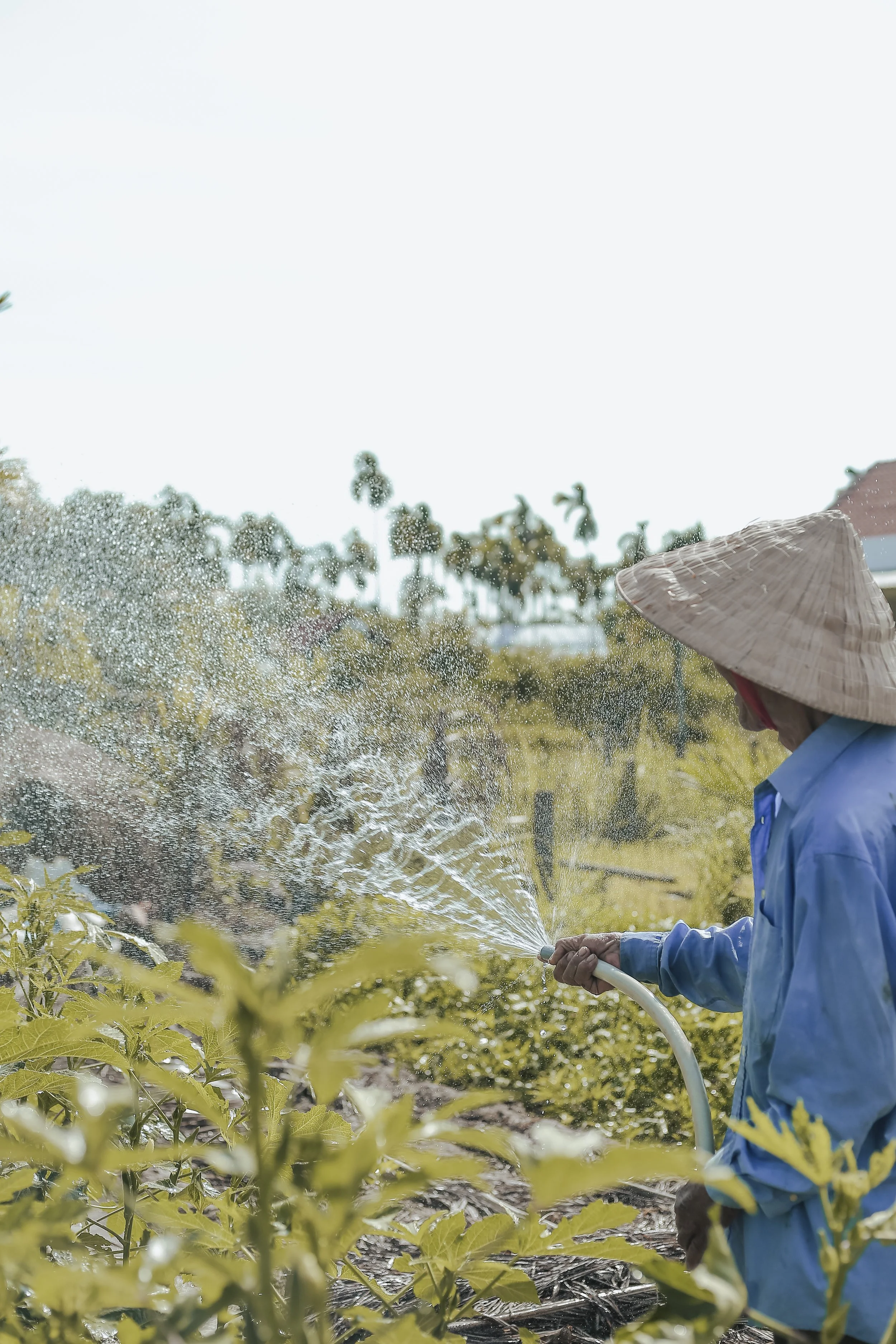 tok-organic-vegetable-garden-hoi-an.jpg