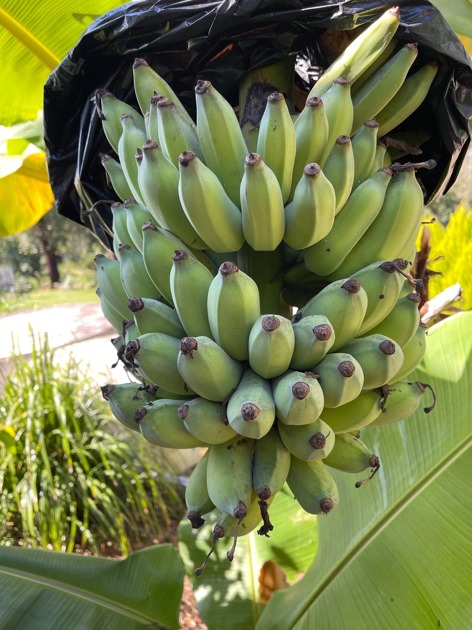 Garden_Growing_Bananas.jpg