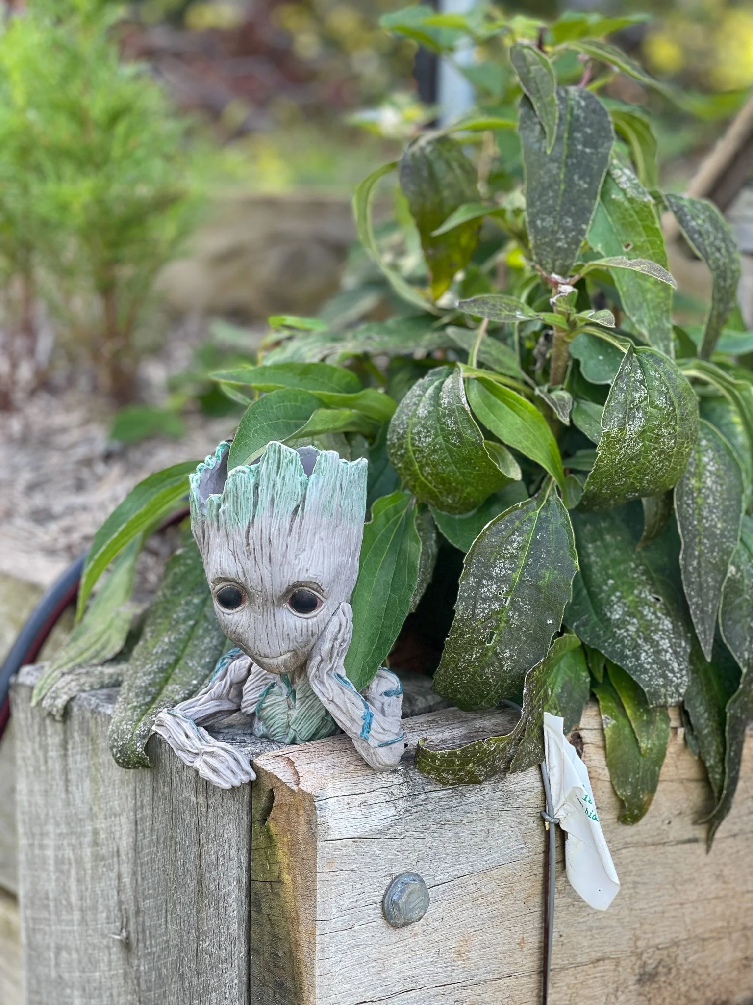 Garden_Groot.jpg