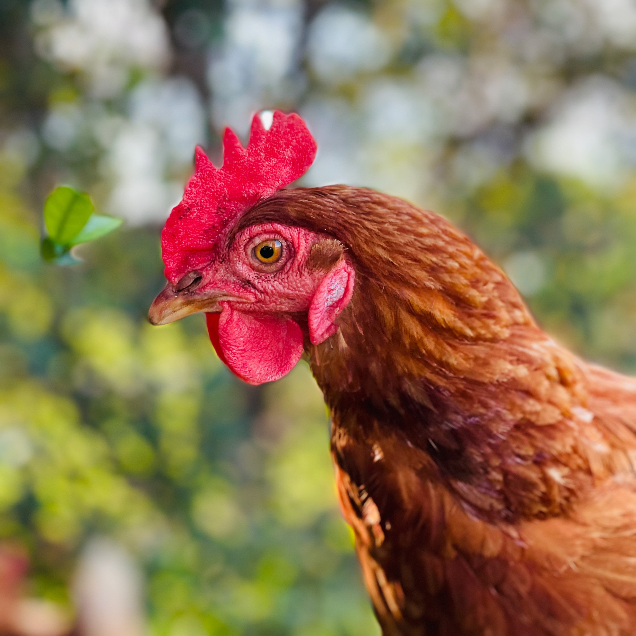 Chicken_Isa_Portrait.jpg