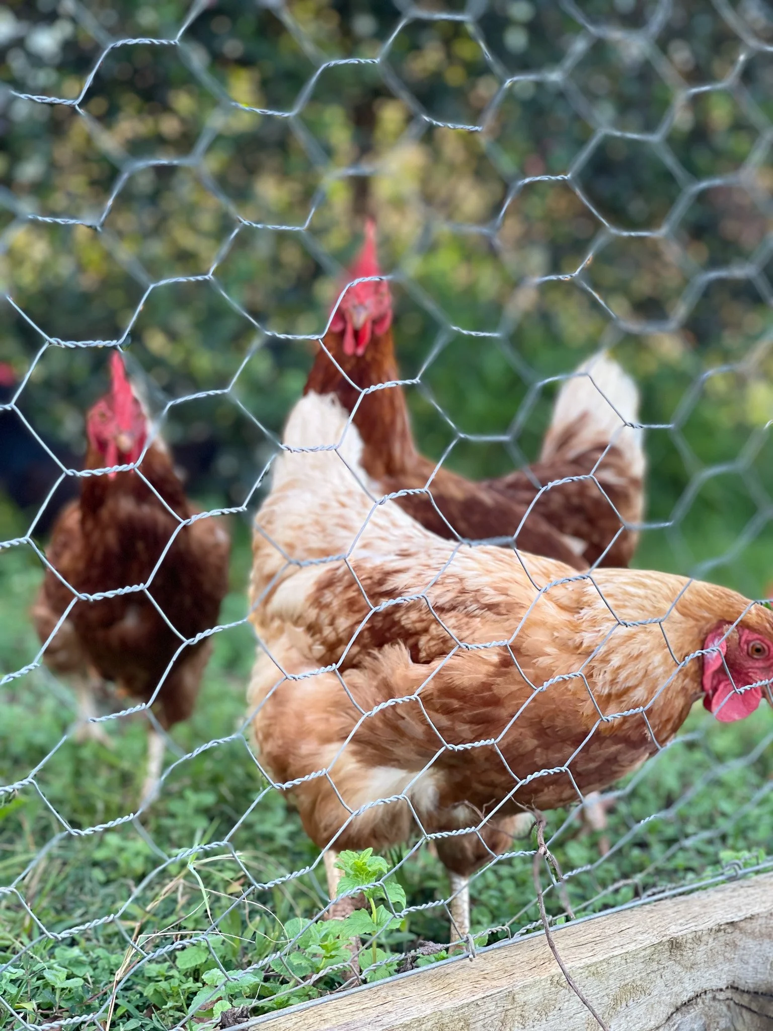 Chickens_Hens_in_Garden.jpg