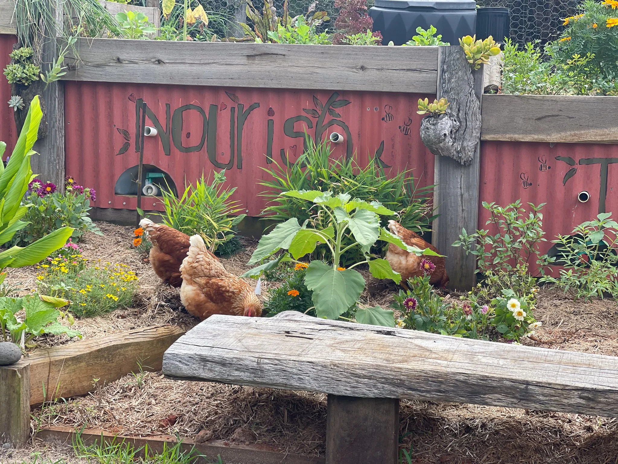 Isa Brown_Chicken_in_Garden.jpg
