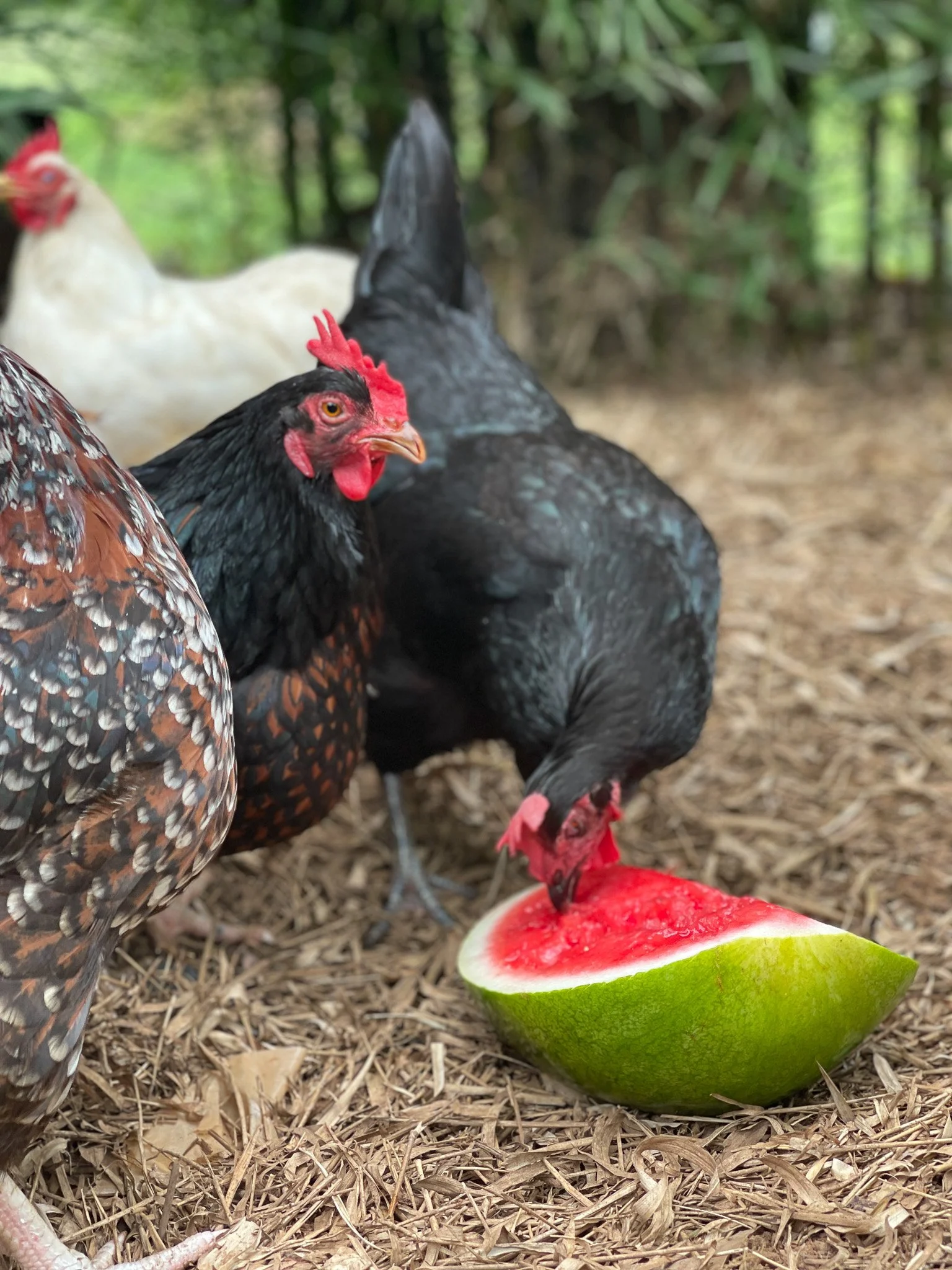 Chickens_Hens_Watermelon_Treat.jpg