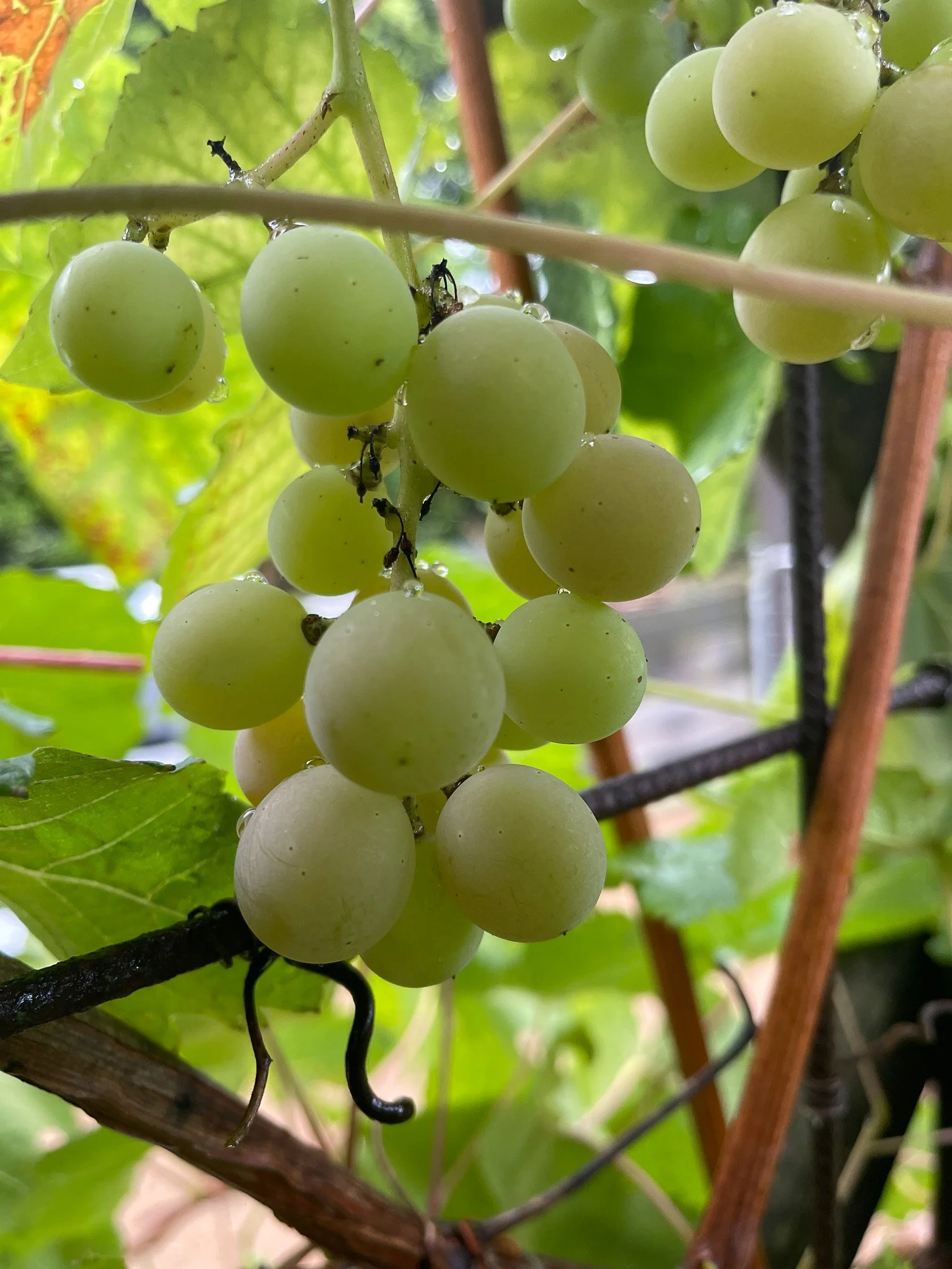 Garden_Growing_Grapes.jpg
