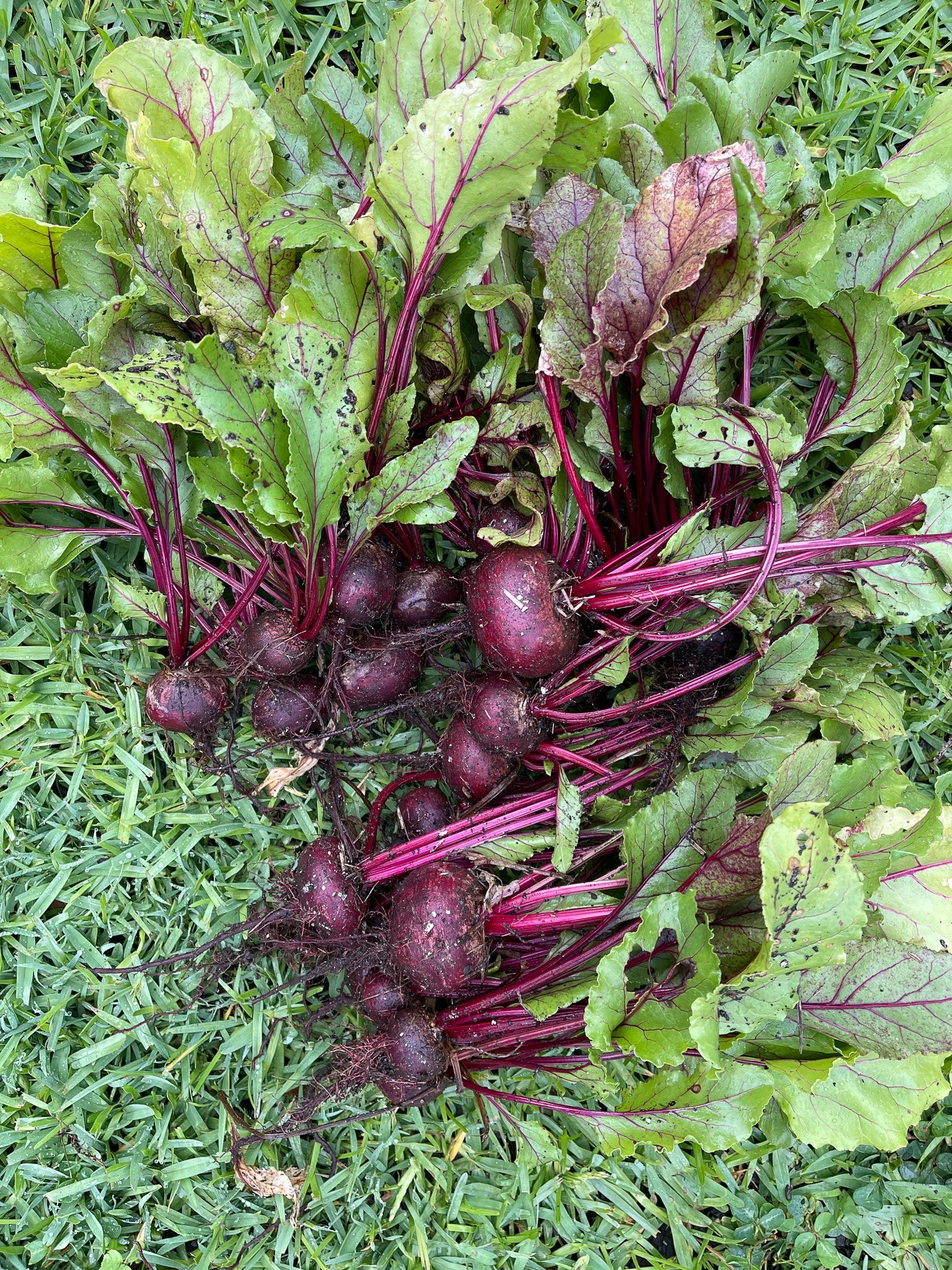 Harvest_Beetroot.jpg