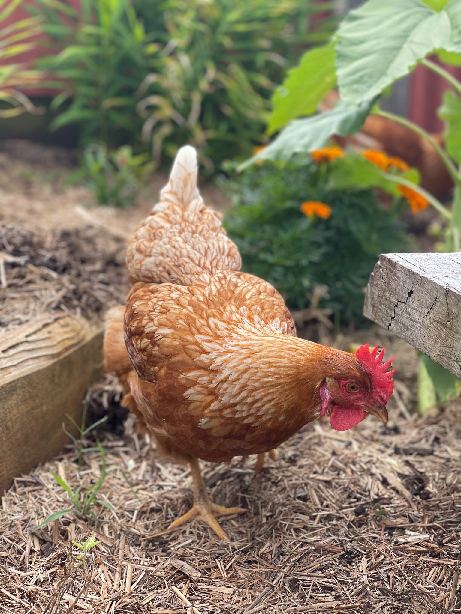 Chicken_in_the_Garden.jpg
