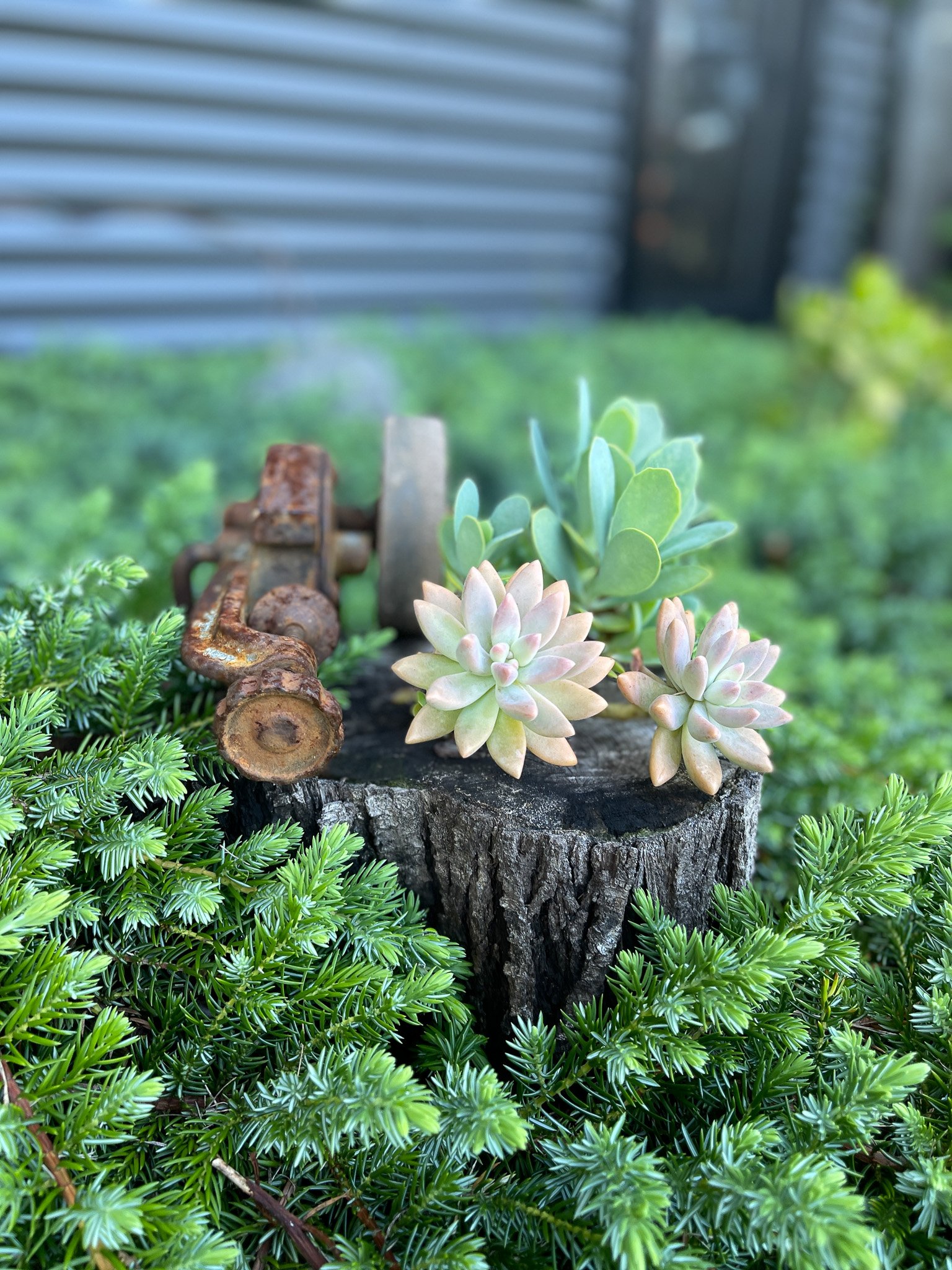 Garden_Succulents.jpg