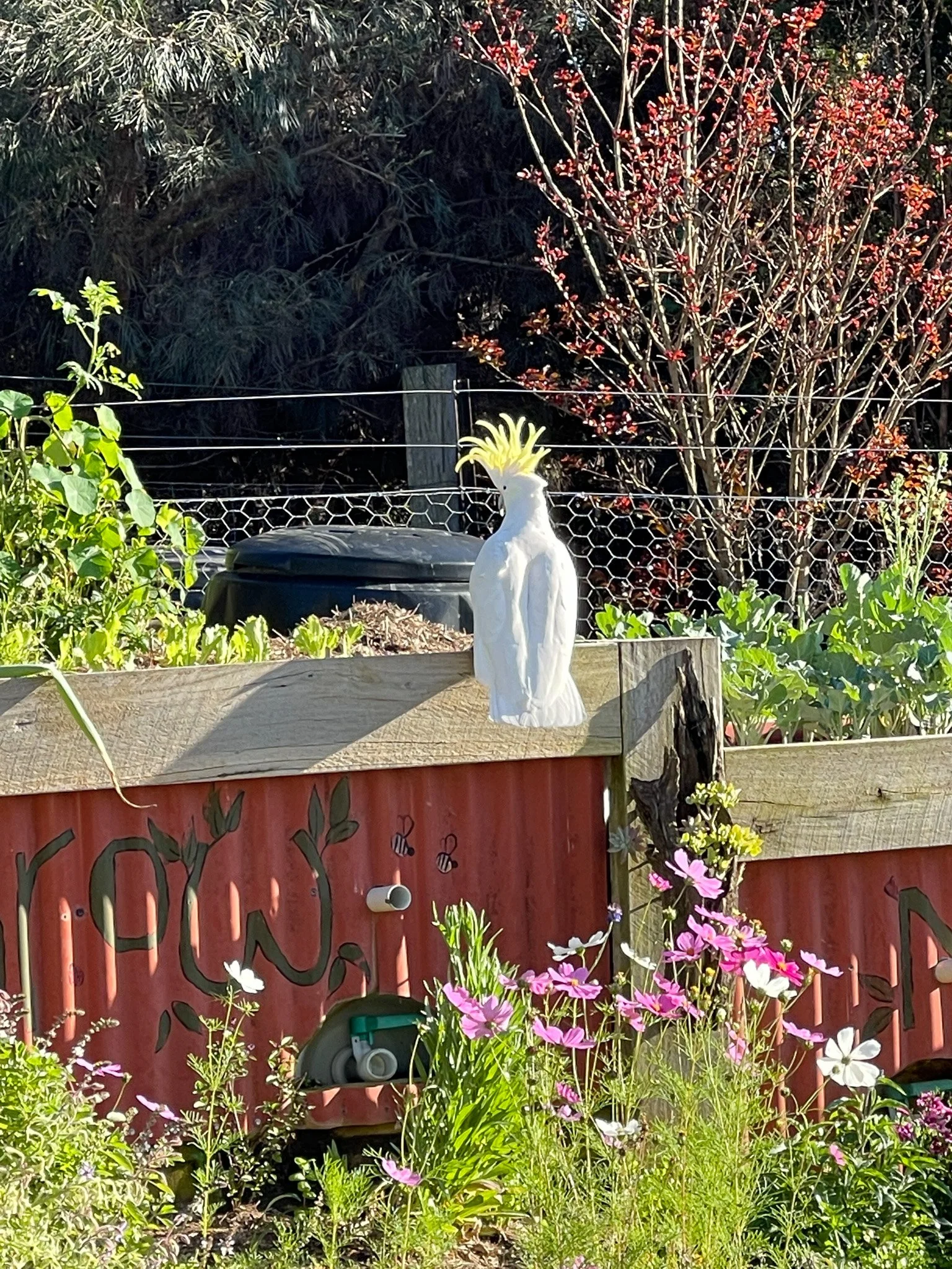Garden_Cockatoo.jpg