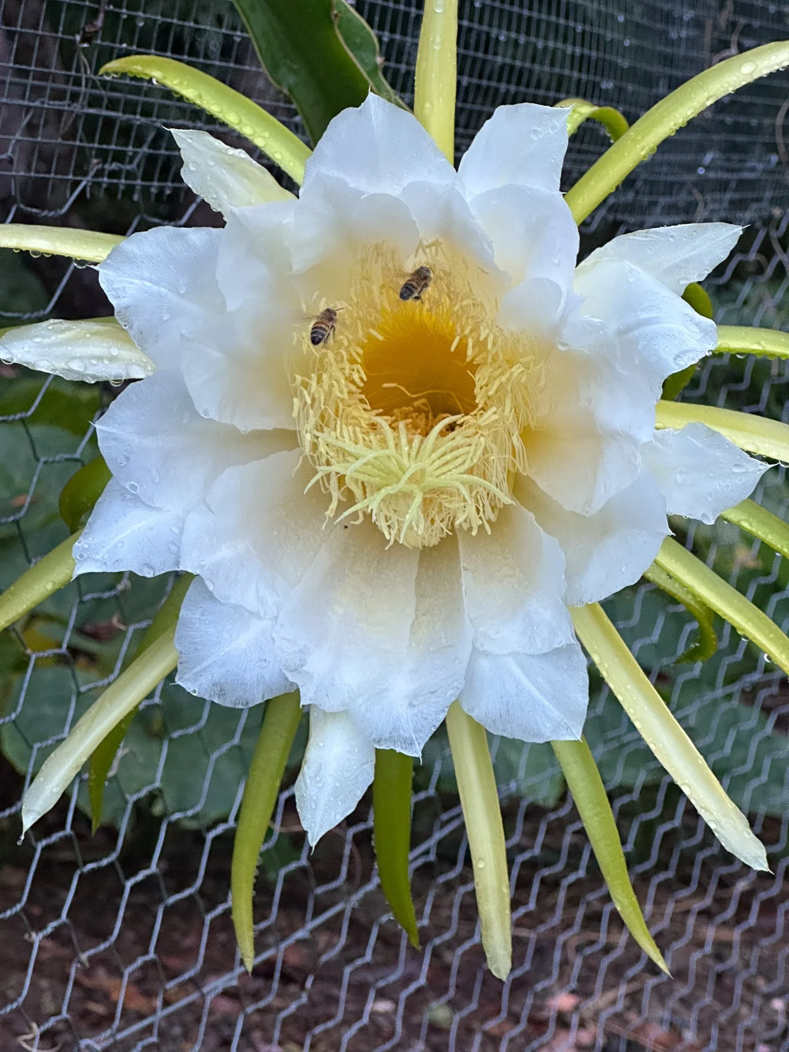 Garden_Dragonfruit_Flower.jpg