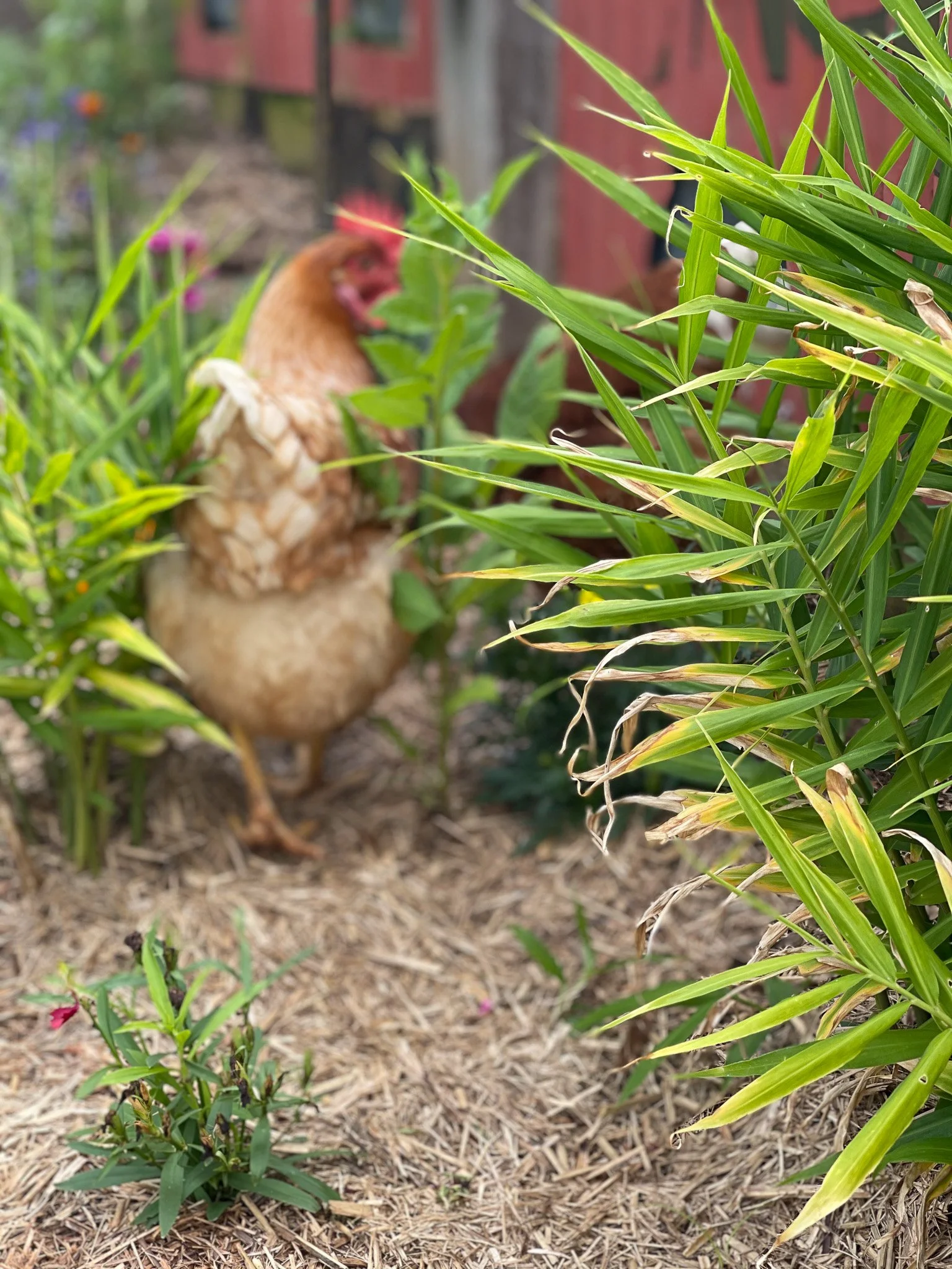 Isa Brown_Foraging_in _Garden.jpg