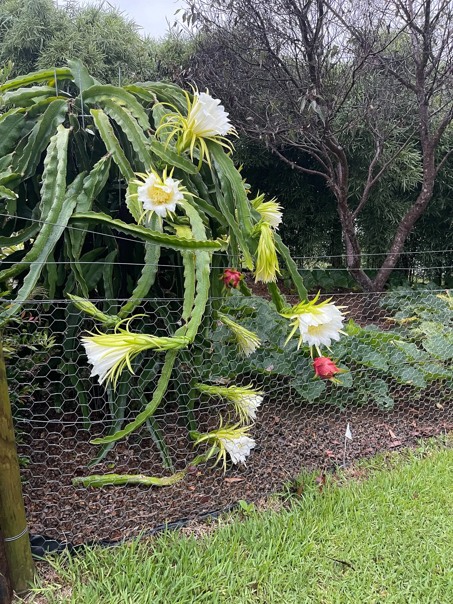 Garden_Growing_Dragonfruit_Plant.jpg