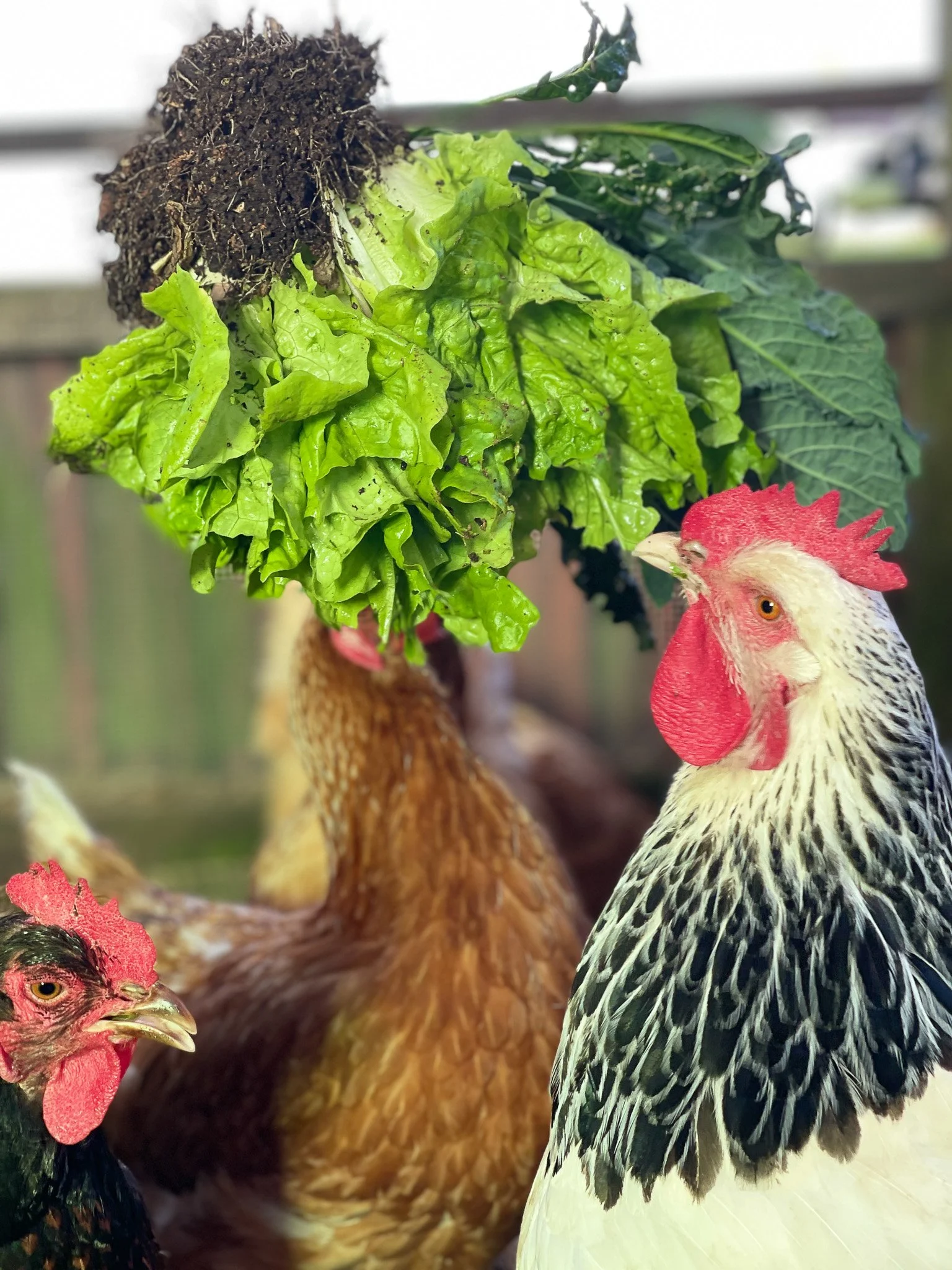 Chickens_Hens_Green_Treat.jpg