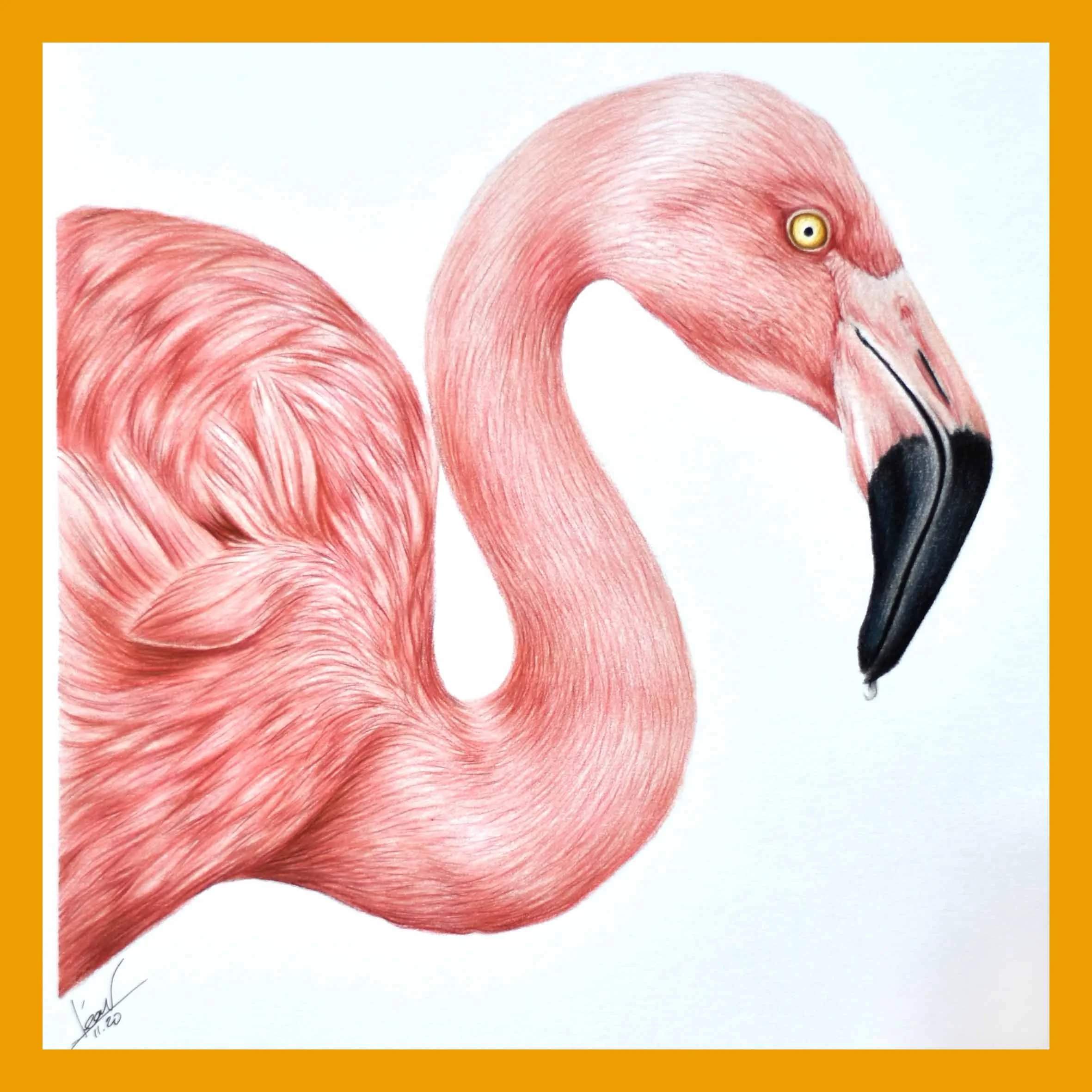 Flamand rose.jpg