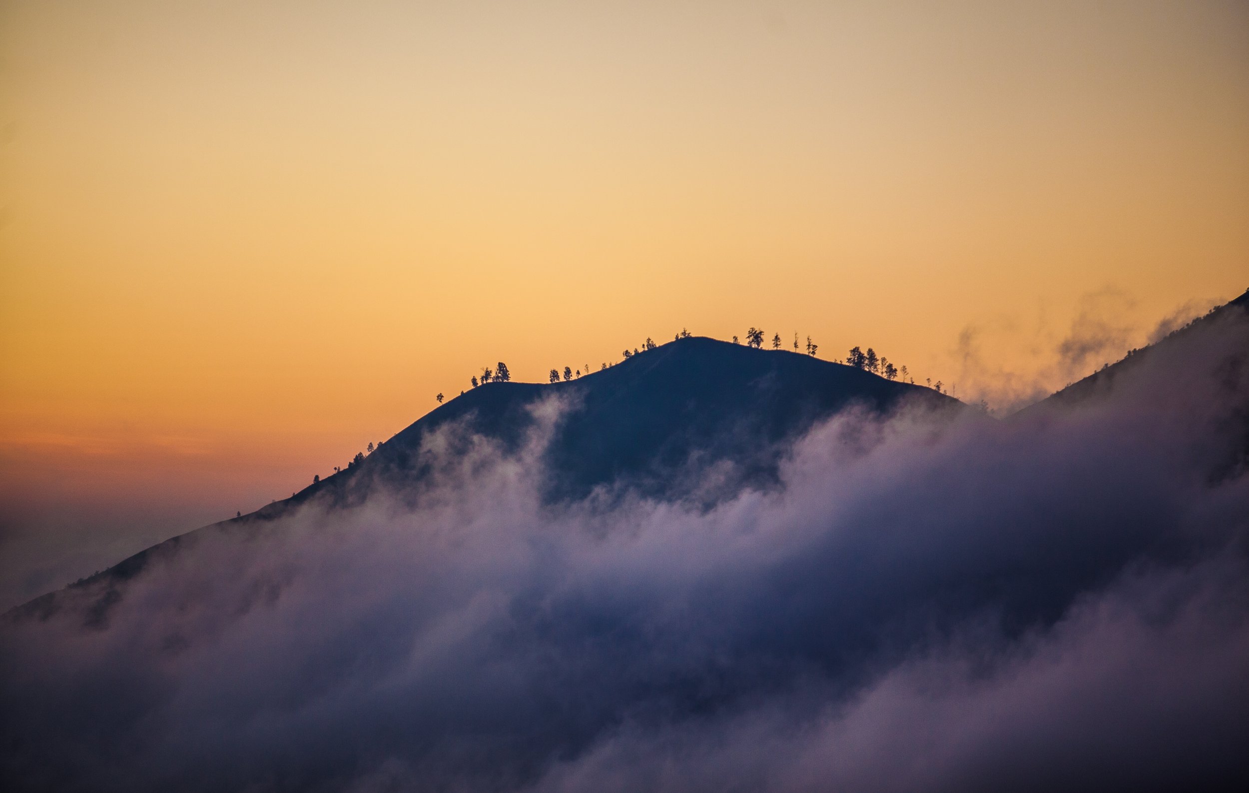 Trees at Mt Batur.jpg