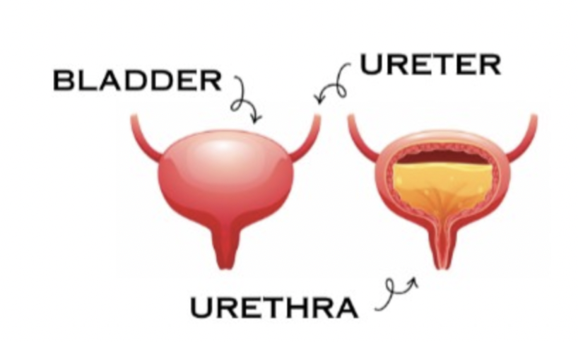 The ‘ normal’ bladder