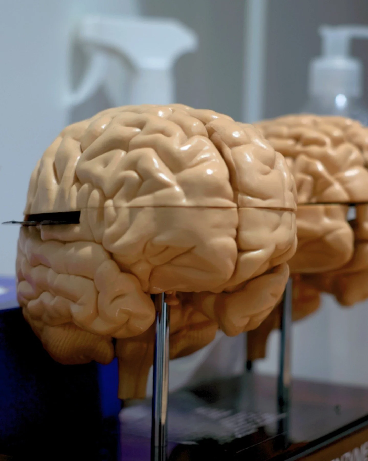 Did you know these fascinating brain facts? 

Your brain&rsquo;s neuroplasticity* allows it to adapt and change throughout life, even forming new neurons in certain areas. Along these neurons, information can travel  at speeds of up to 268 miles per 