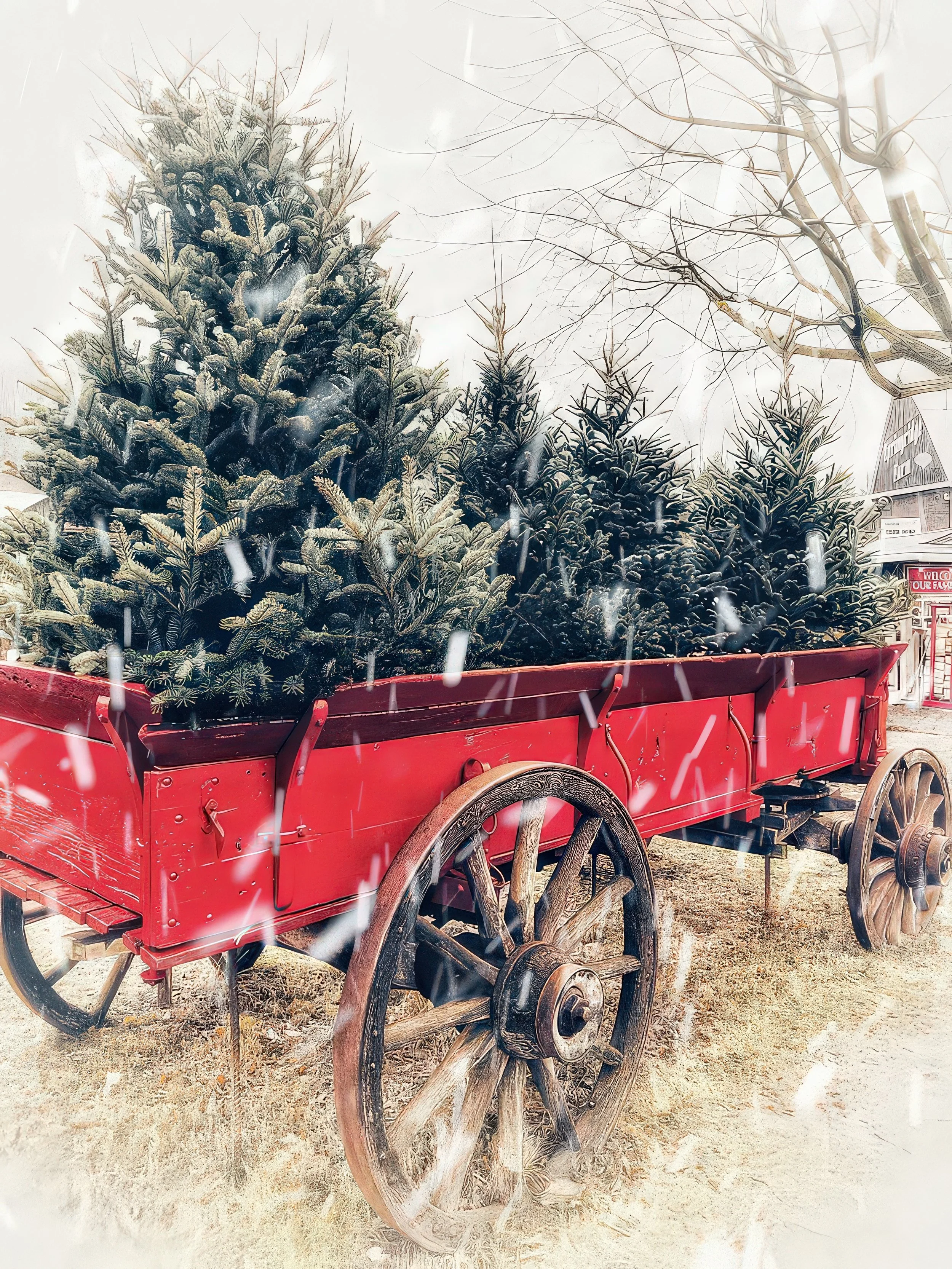 Springridge Christmas.jpeg