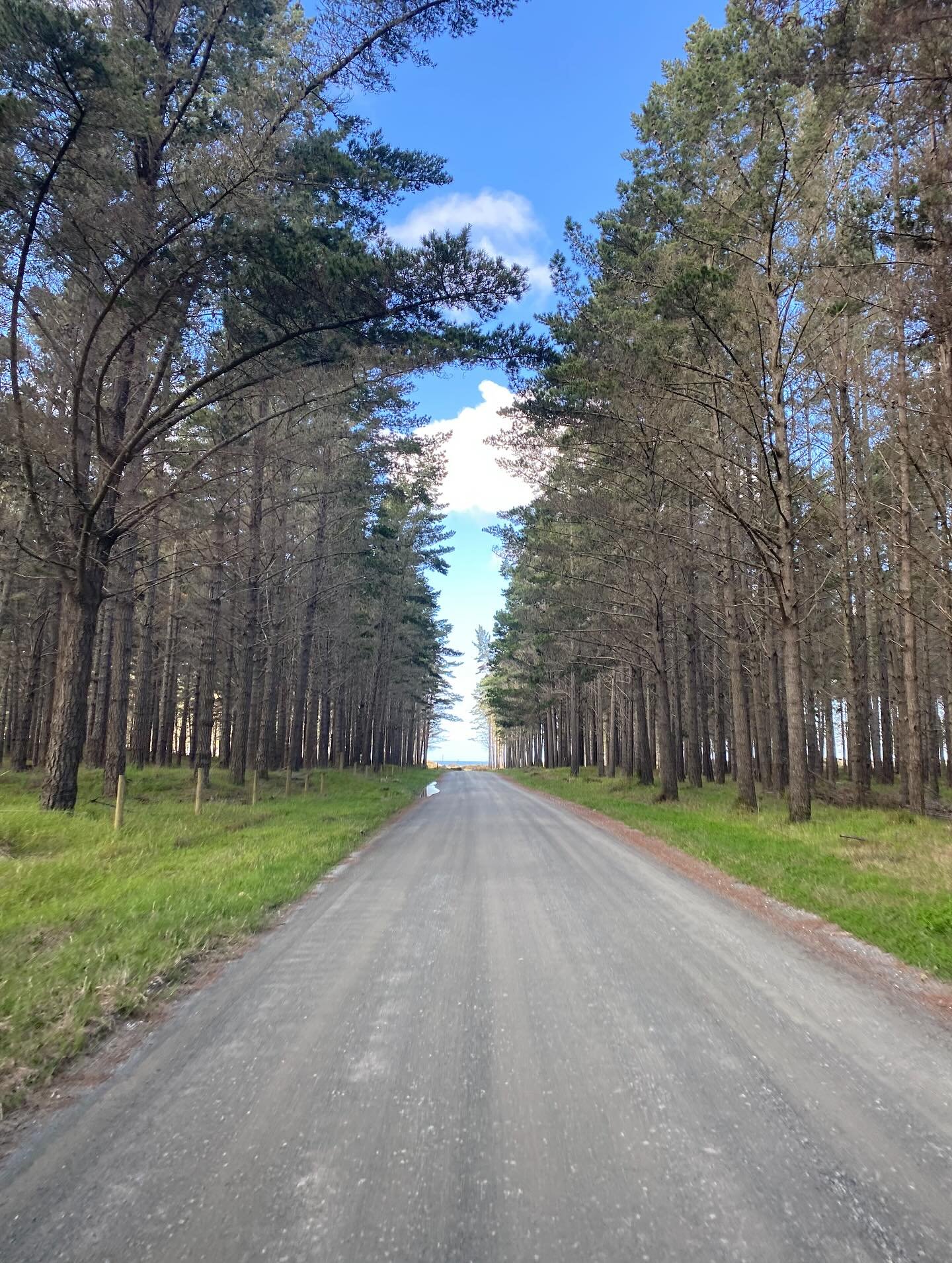 From Pine to olive tree lined entrances, the east coast never fails to amaze us! 

#magicalmangawhai #tearailinks #beachjoinery #eastcoast #windowrepair #doorrepair