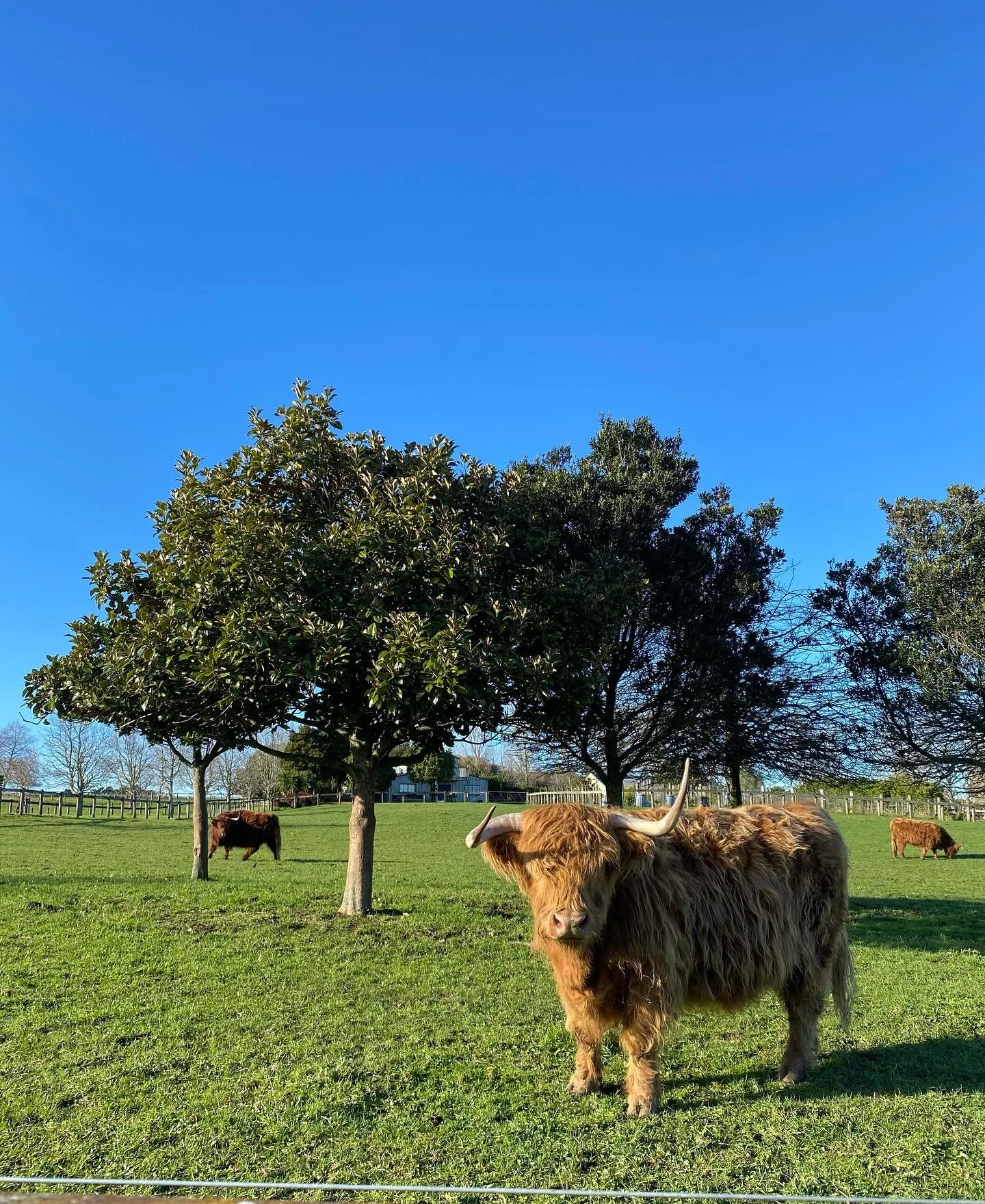 Serene start to the morning ☀️

#beachjoinery #windowrepair #doorrepair #lovewhereyouwork❤️ #nz #highlandcattle #myofficetoday