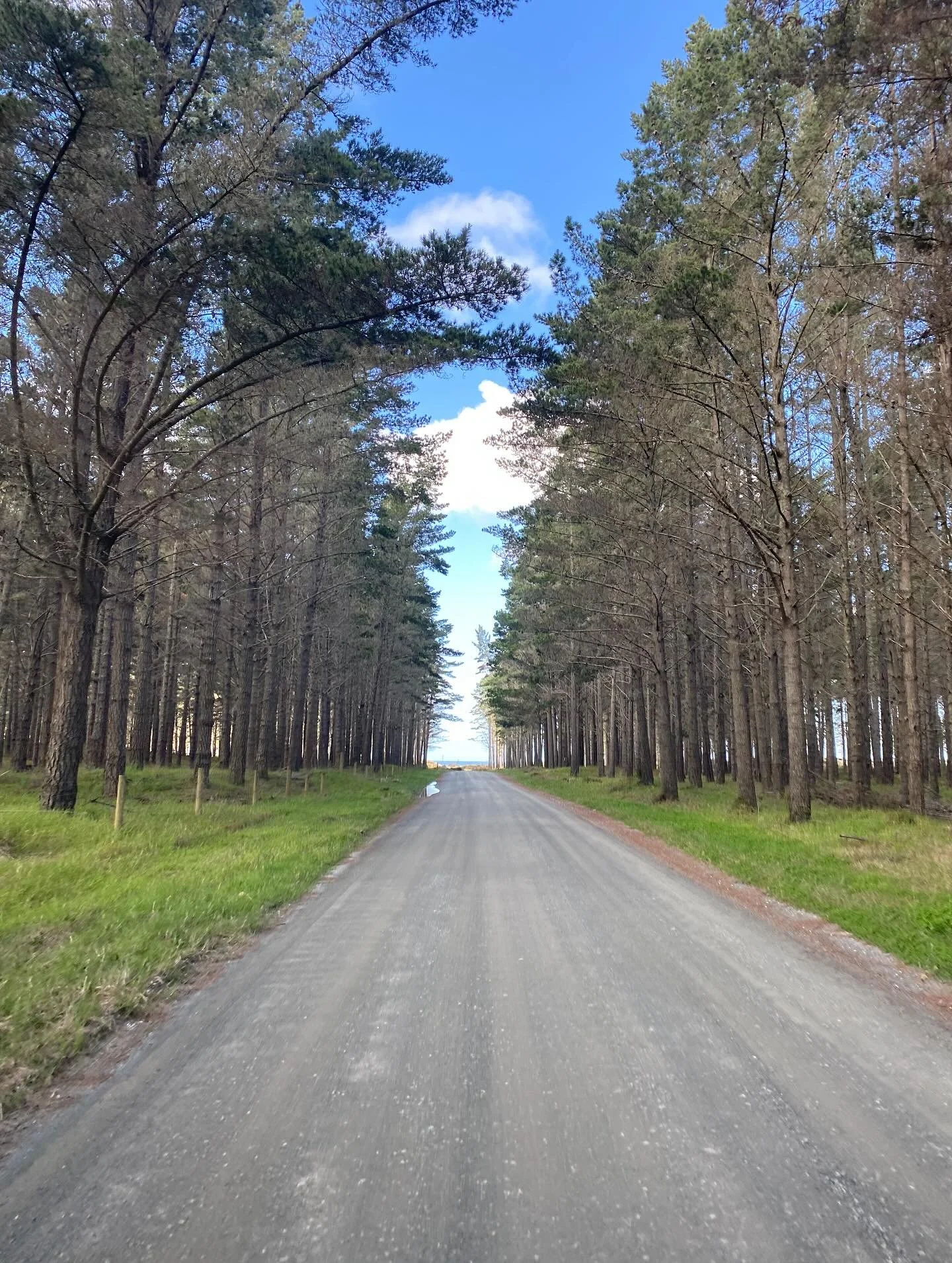 From Pine to olive tree lined entrances, the east coast never fails to amaze us! 

#magicalmangawhai #tearailinks #beachjoinery #eastcoast #windowrepair #doorrepair