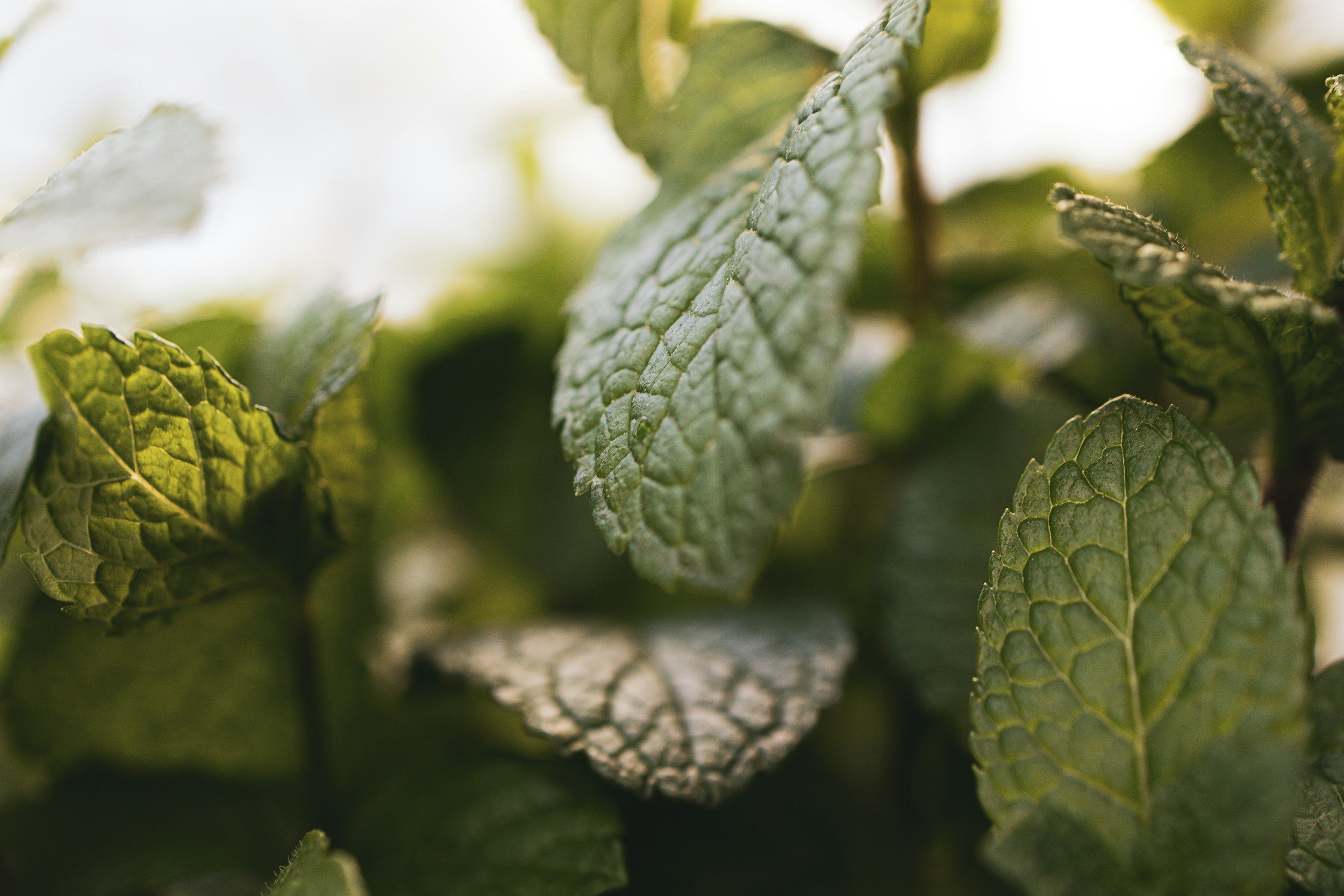 Close-up of green mint leaves with detailed veining and textured surface.