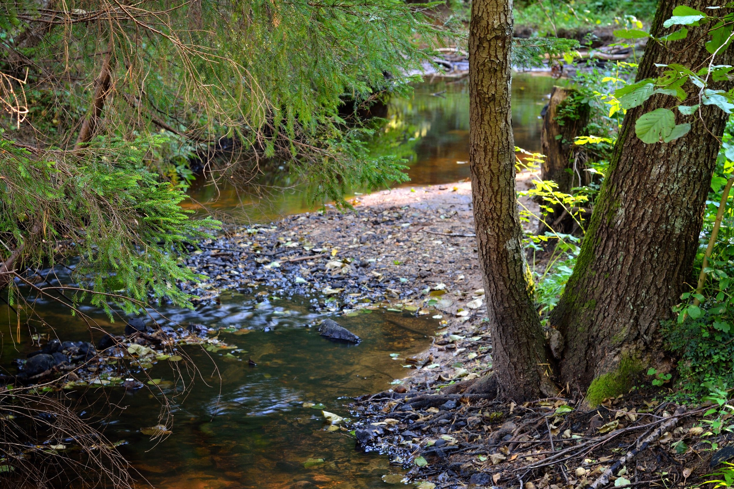 A lit candle with a label marked 'Little River Wetlands Project' sitting on a shelf next to a potted succulent plant in a black and white striped container, with decorative items in the background.