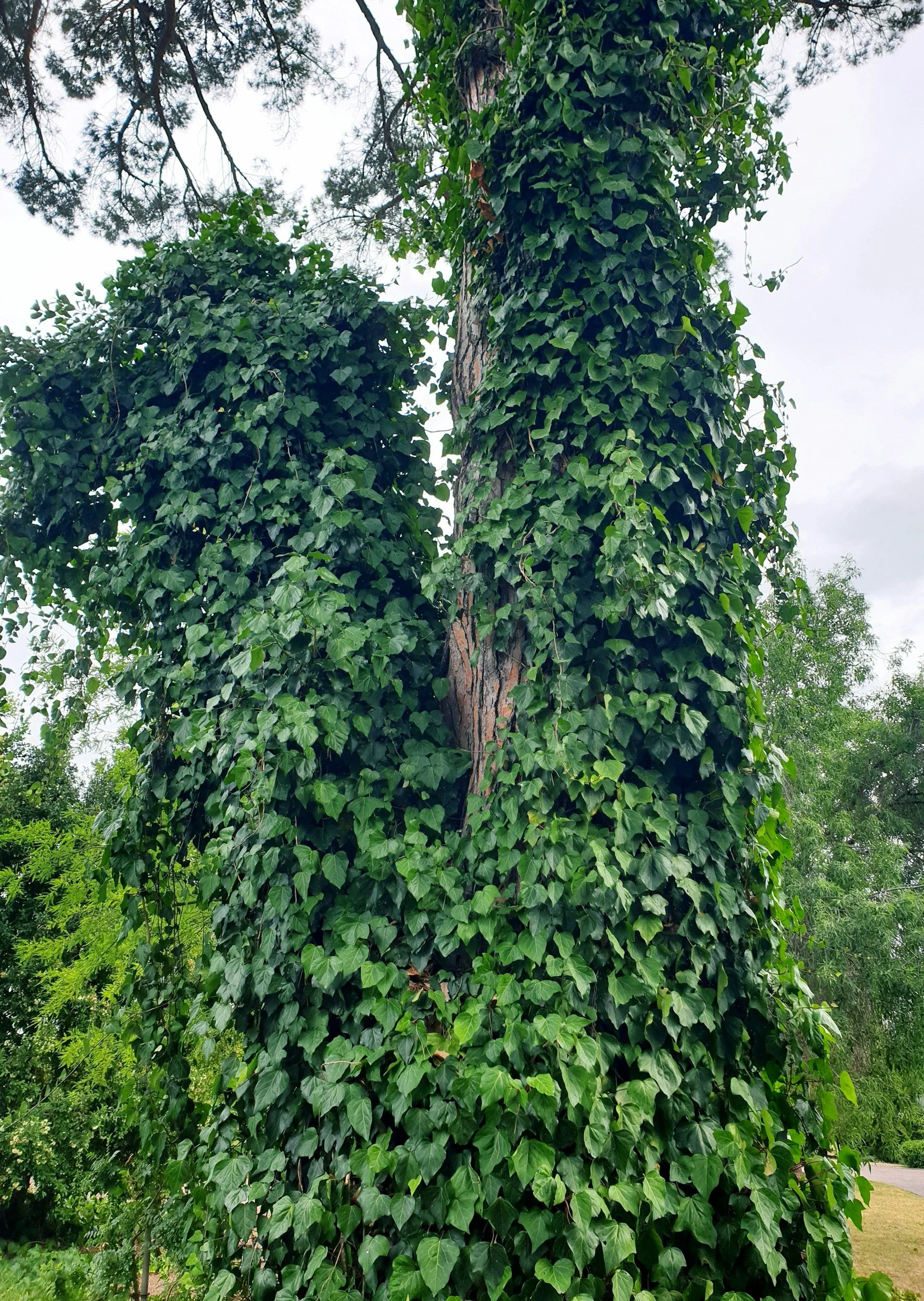 Efeu vom Baum entfernen