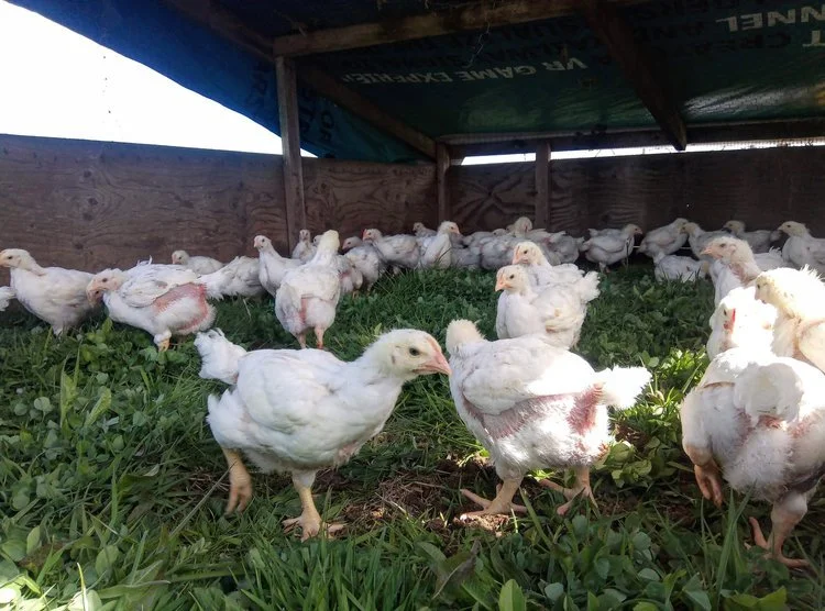 chickens in tractor.jpg