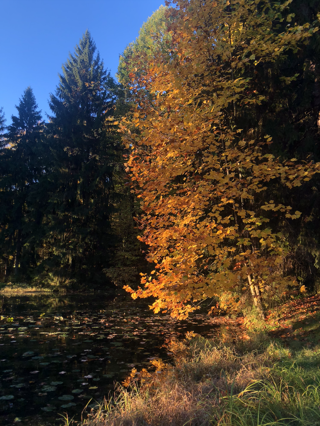 Screen Shot 2023-05-01 at 10.33.10 PM.png