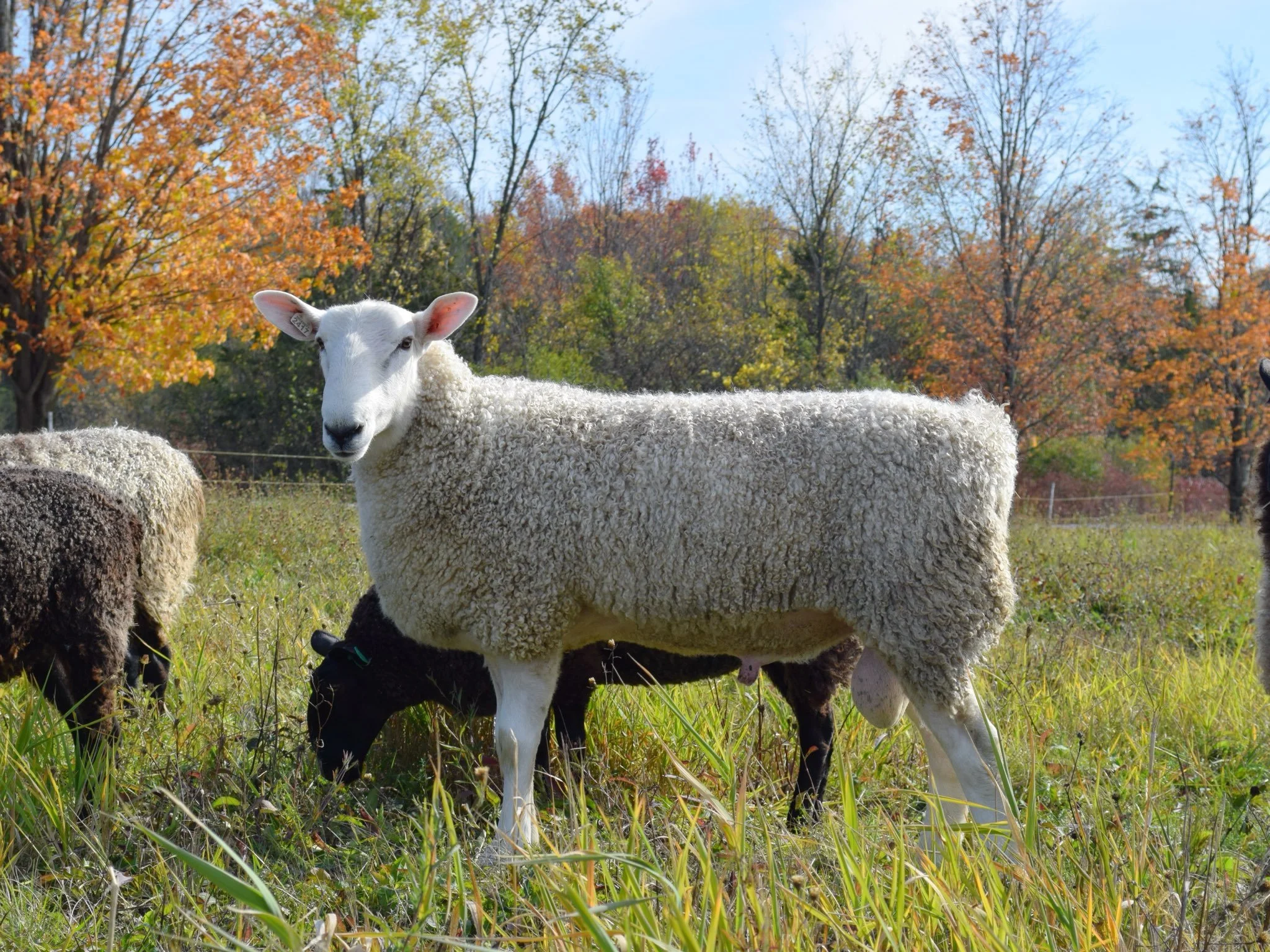  “Mick” a new ram to SweetMeadow Farm 