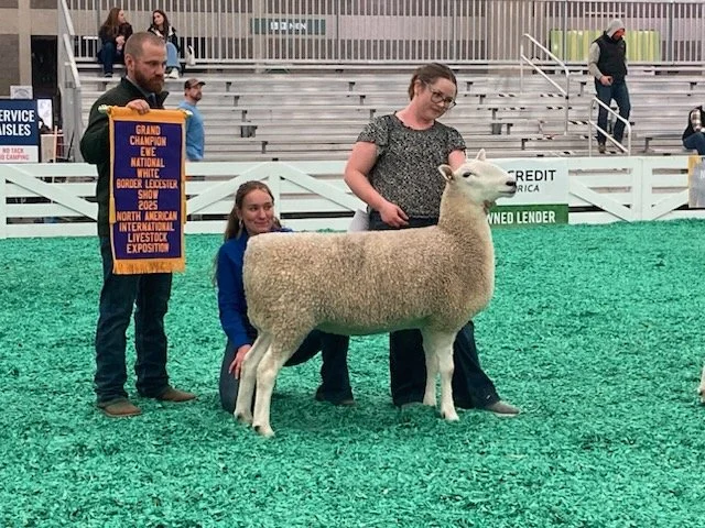  “Gossip” Grand Champion Ew at the 2025 National White Border Leicester Show 