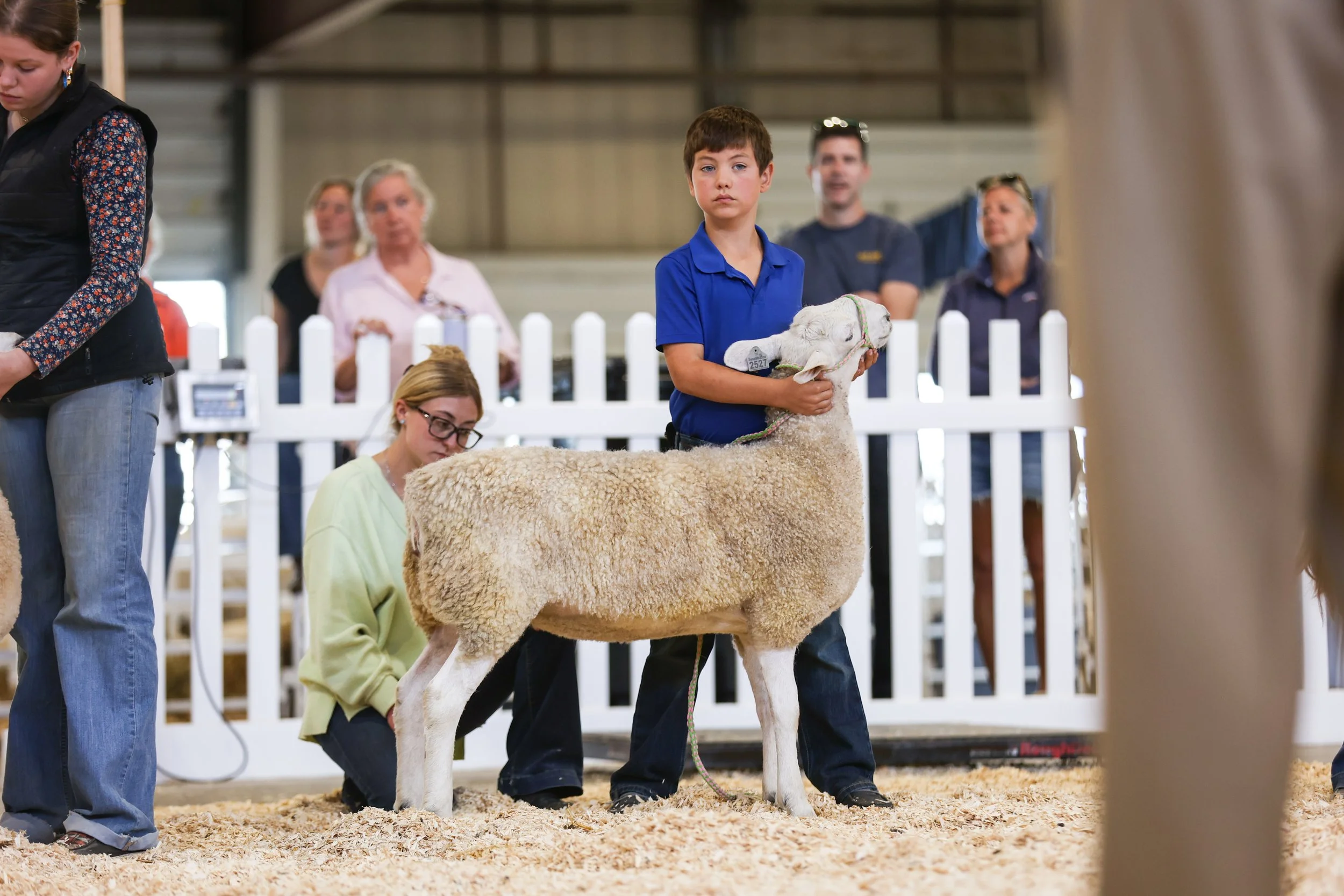  Colby in the show ring! Photo credit KAK images 