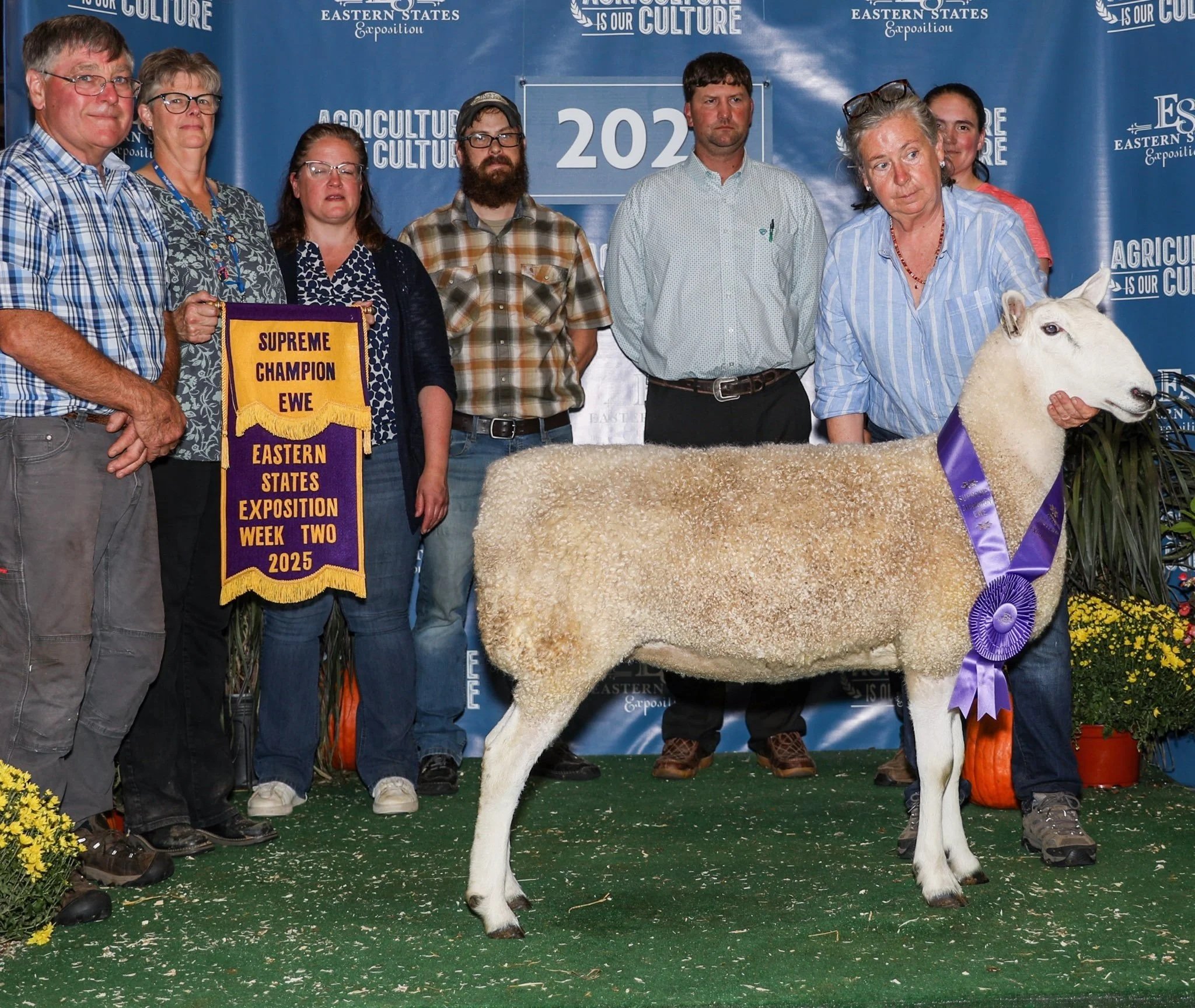  “Gossip” 2025 Supreme Champion Ewe during Wool Week at Eastern States Exposition 