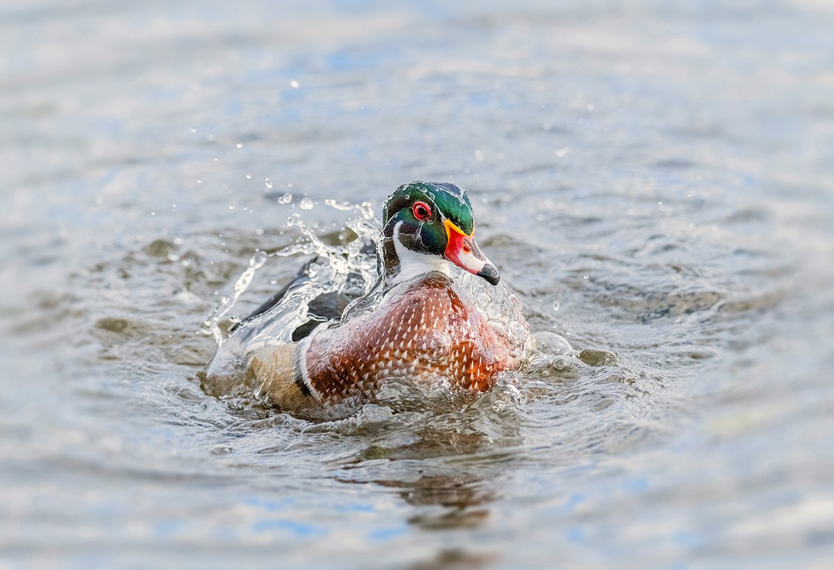 Impression photographique d'un Canard branchu