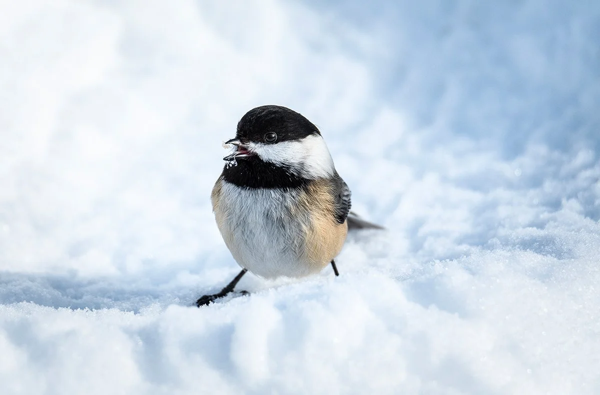 Carte de souhaits « Mésange à tête noire »