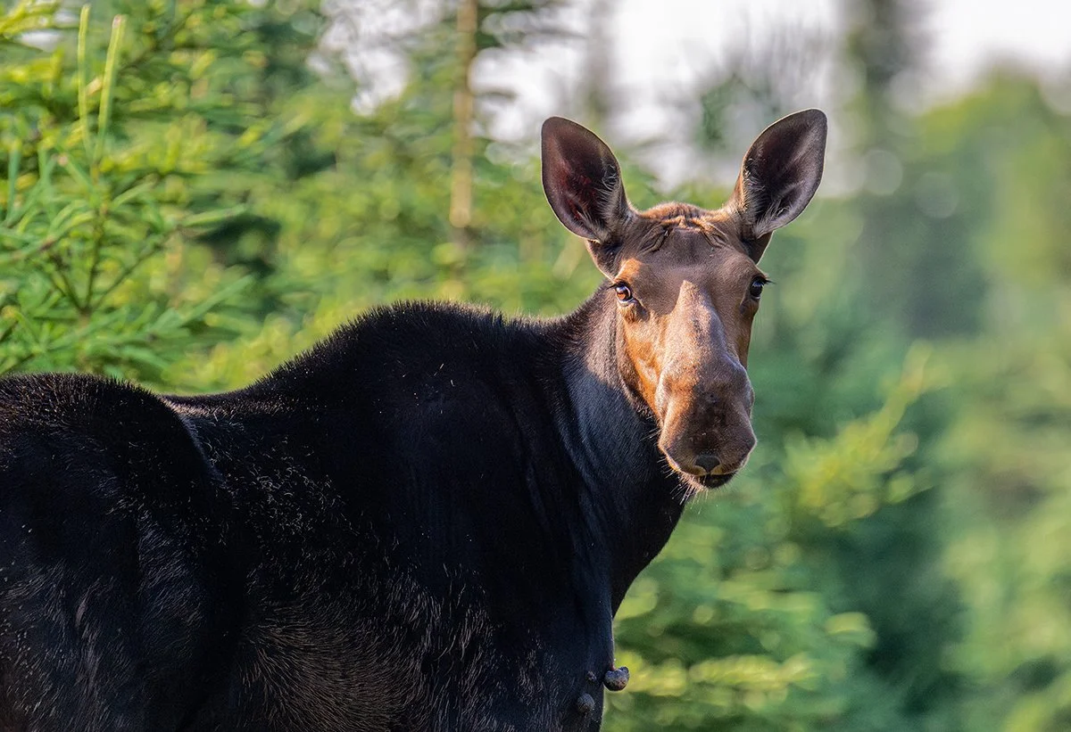 Impression photograhique d'un orignal